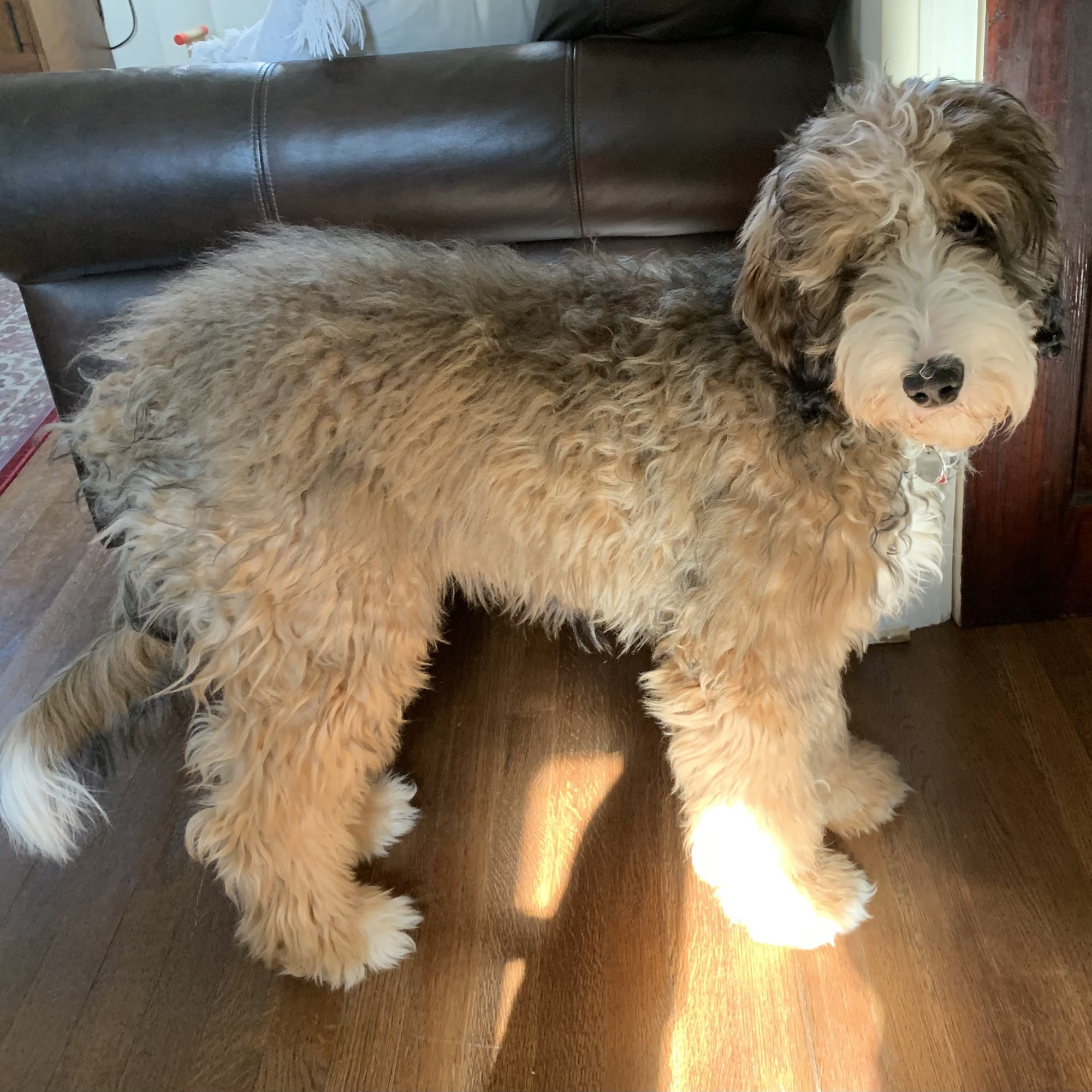 The Perfect Pup Massapequa