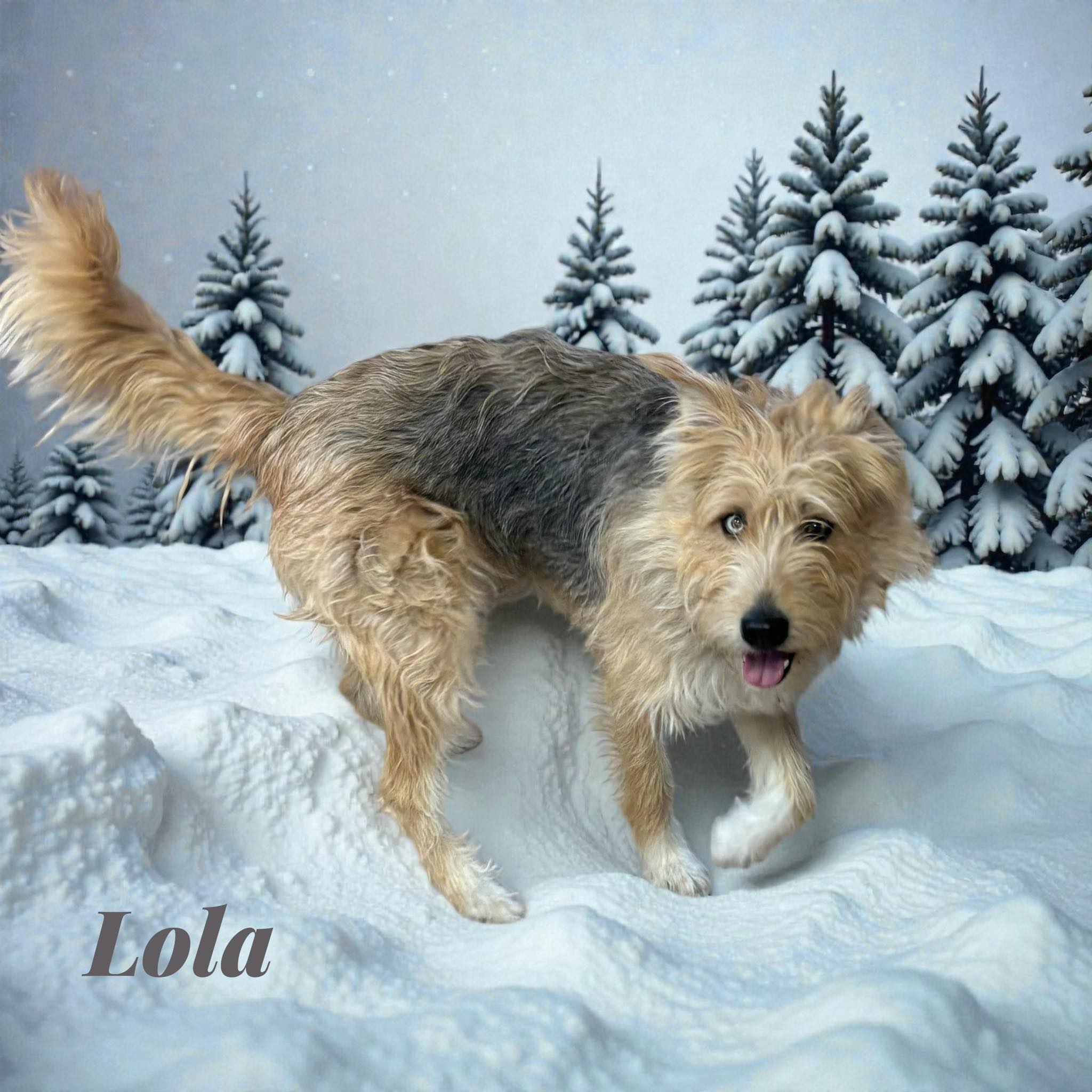 House of Groom Massena