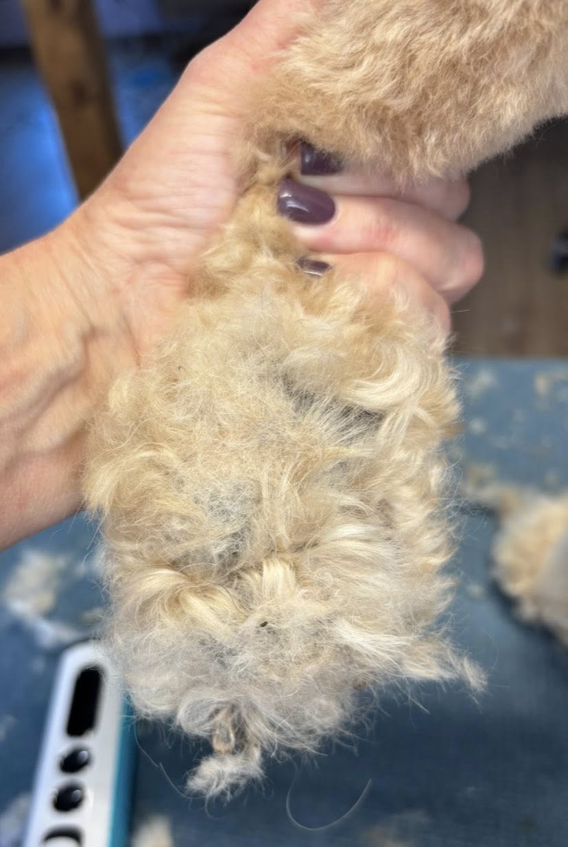 House of Groom Massena