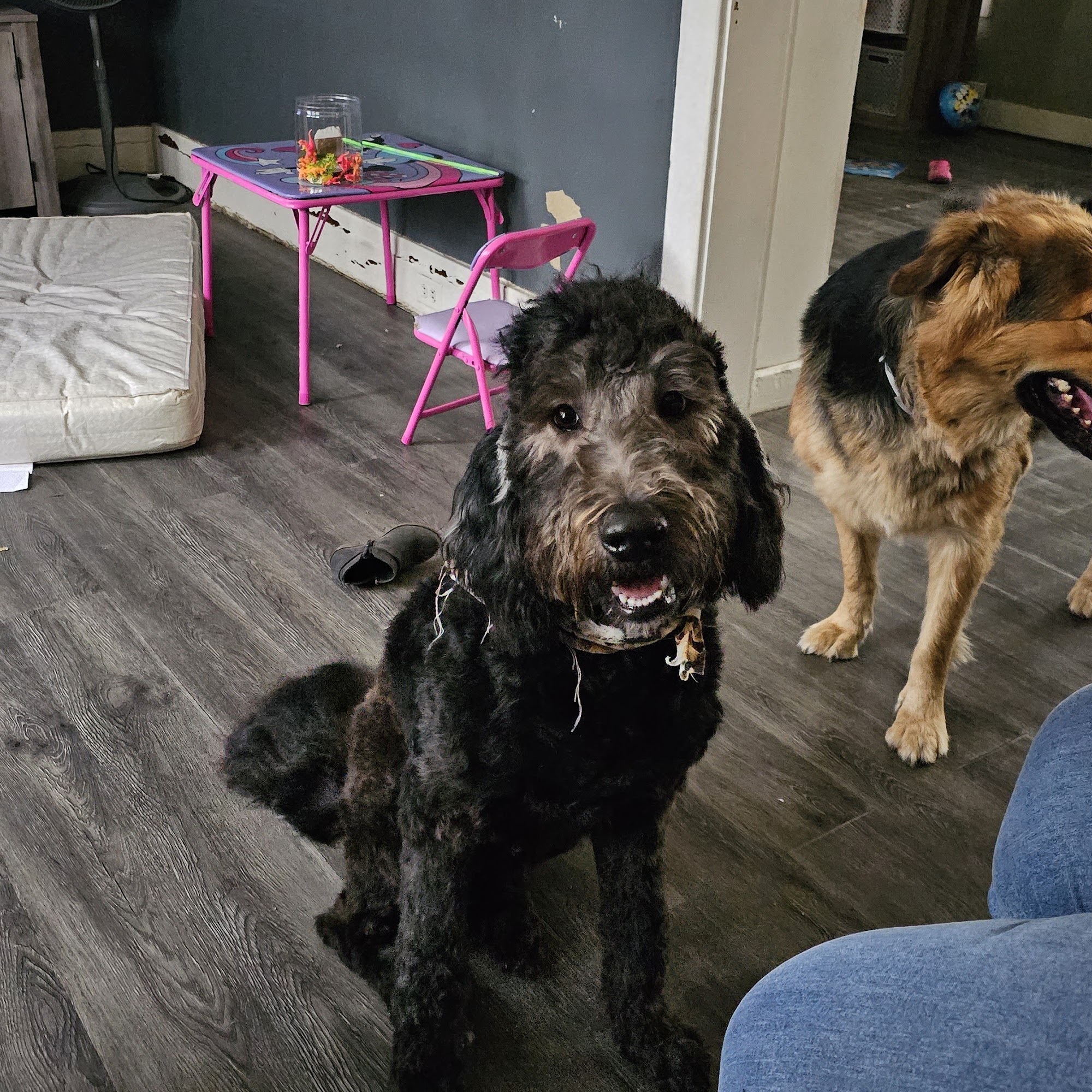 Cathy's Clip & Groom