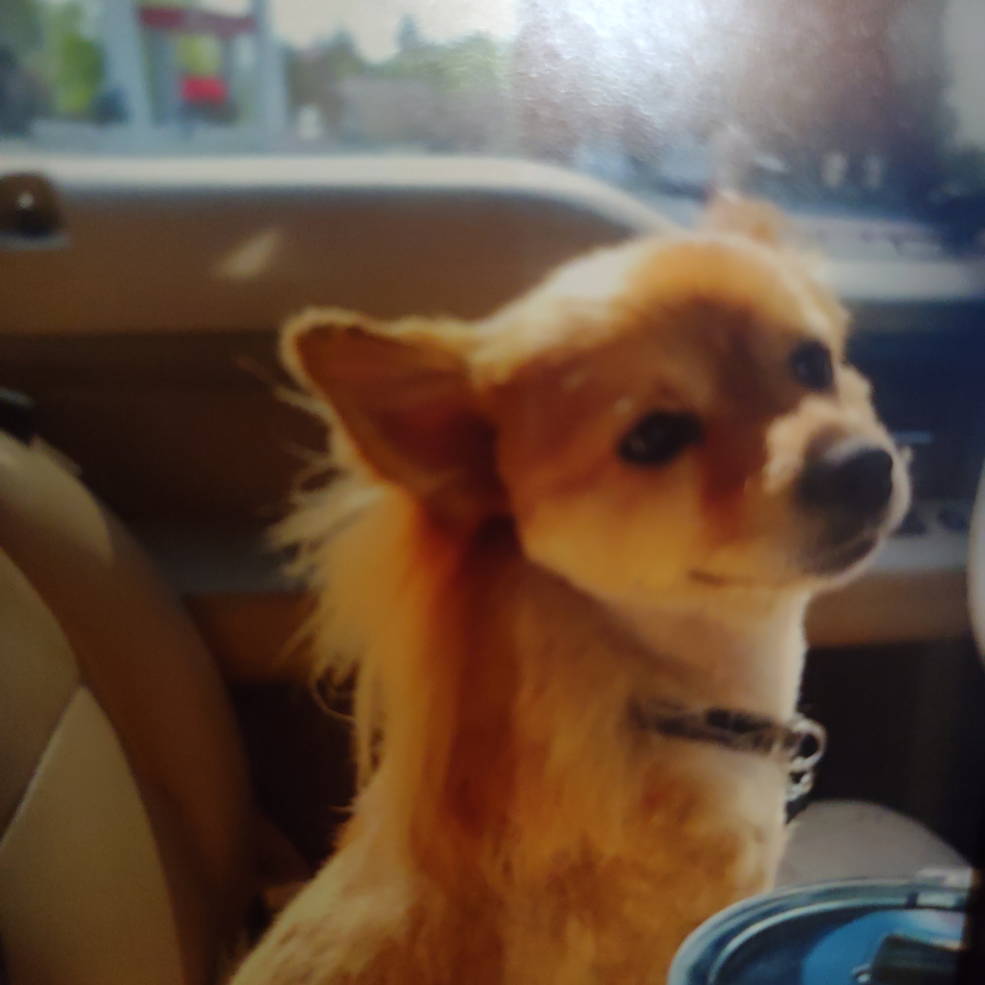 Cathy's Clip & Groom