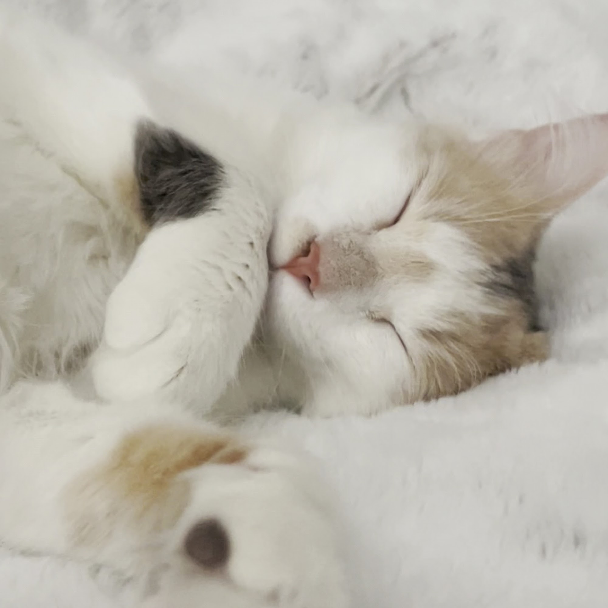 Long Island Spay and Neuter Medford