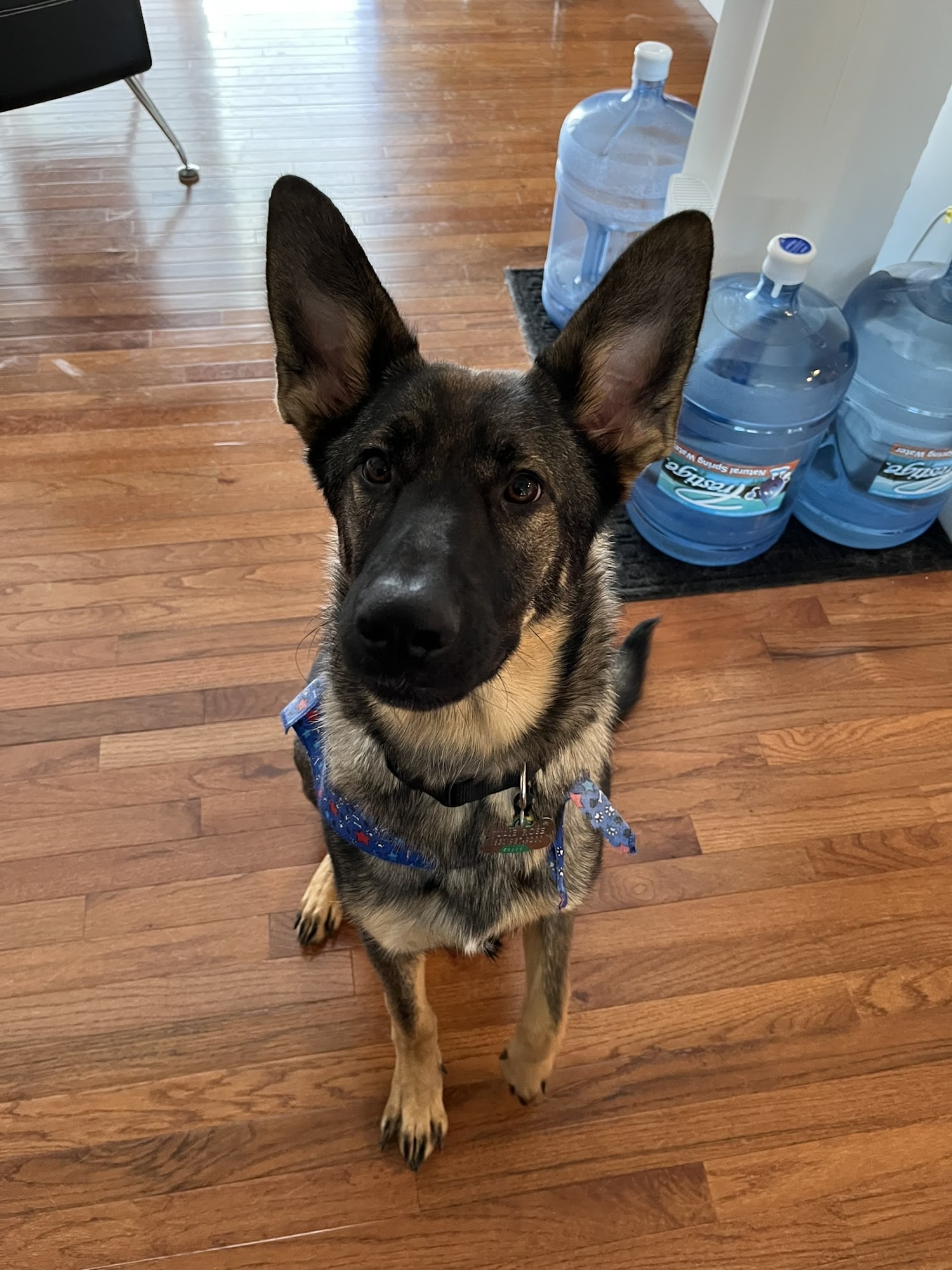 Bed and Biscuit Pet Resort Medford