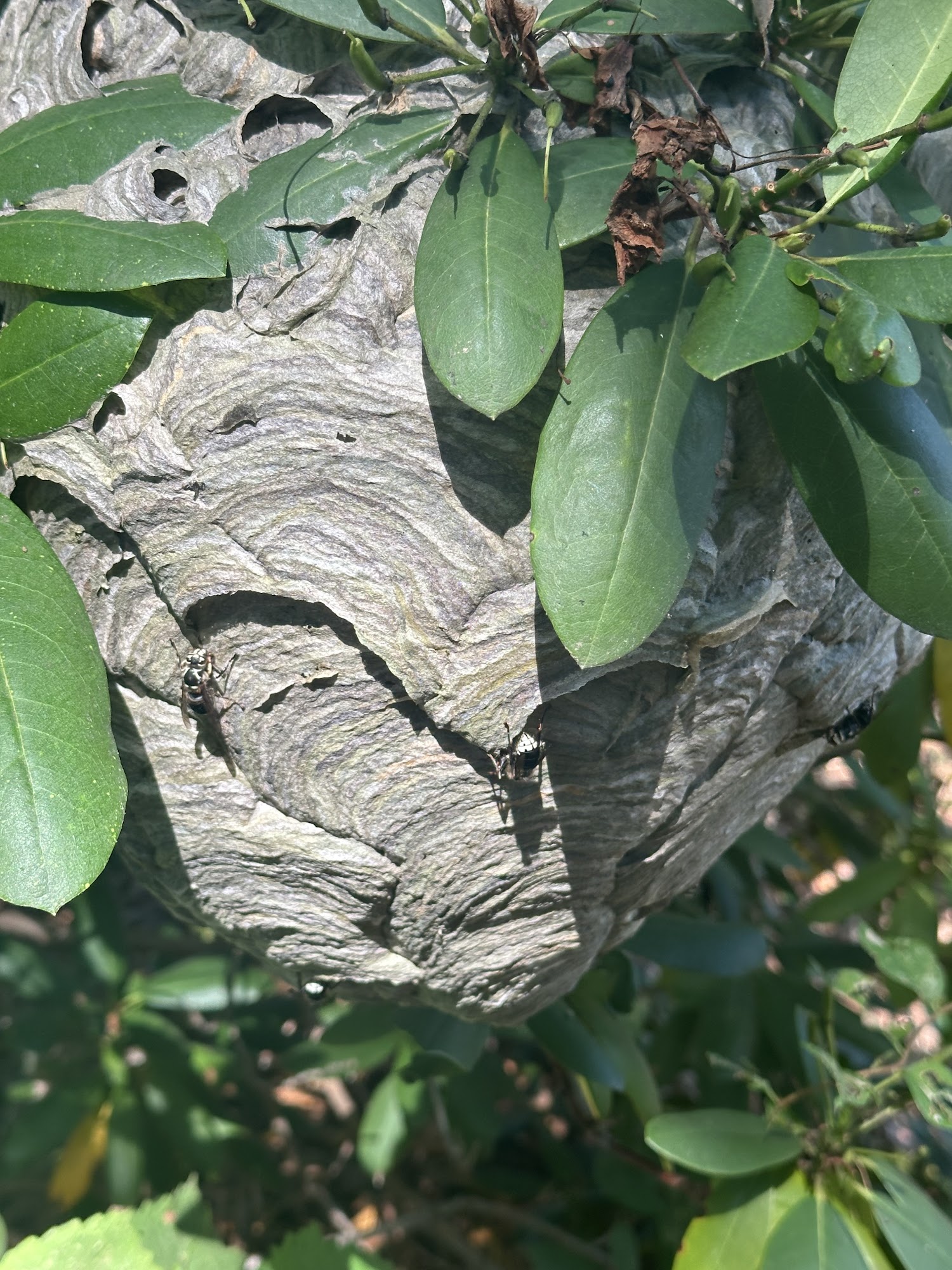 J & L Pest Control, Inc.