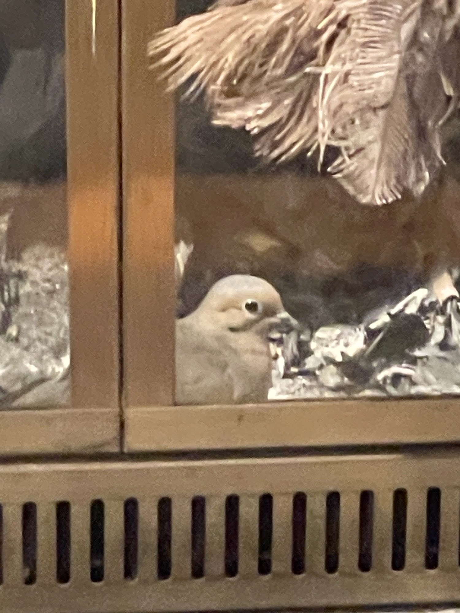 Sayonara Pest Control