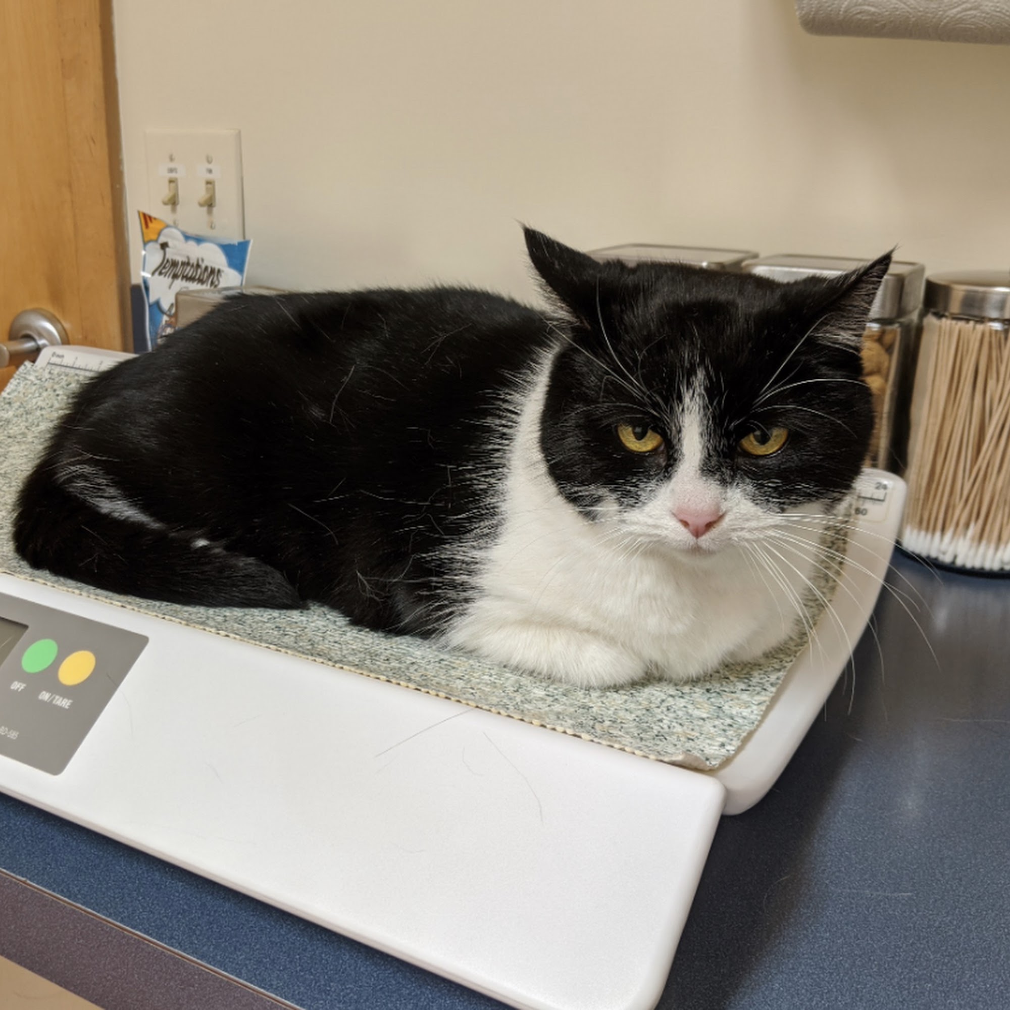 Mendon Village Animal Hospital Mendon