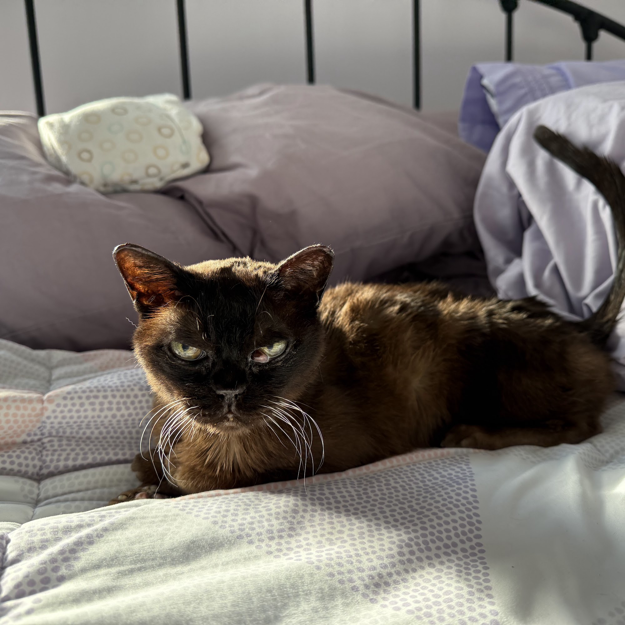 Companions Animal Hospital Merrick