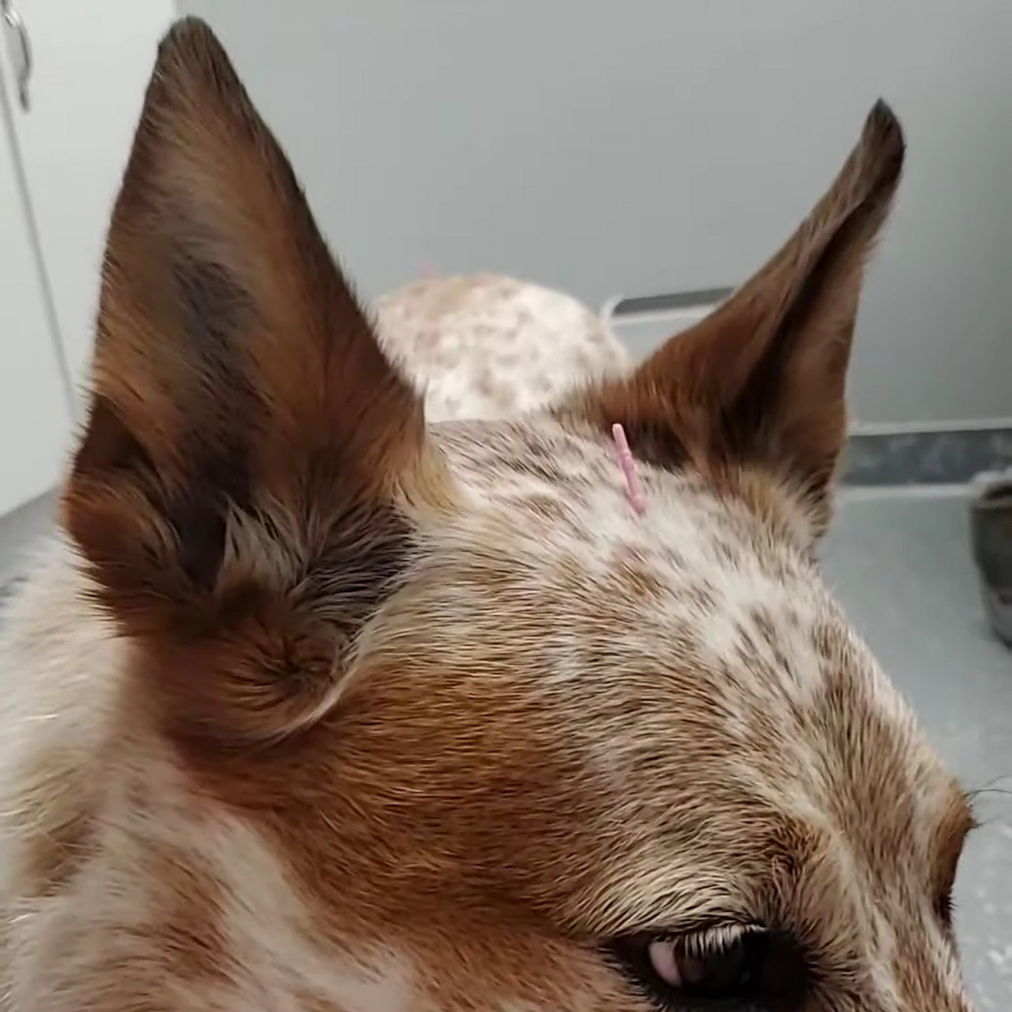 Wooded Acres Animal Hospital Middle Island