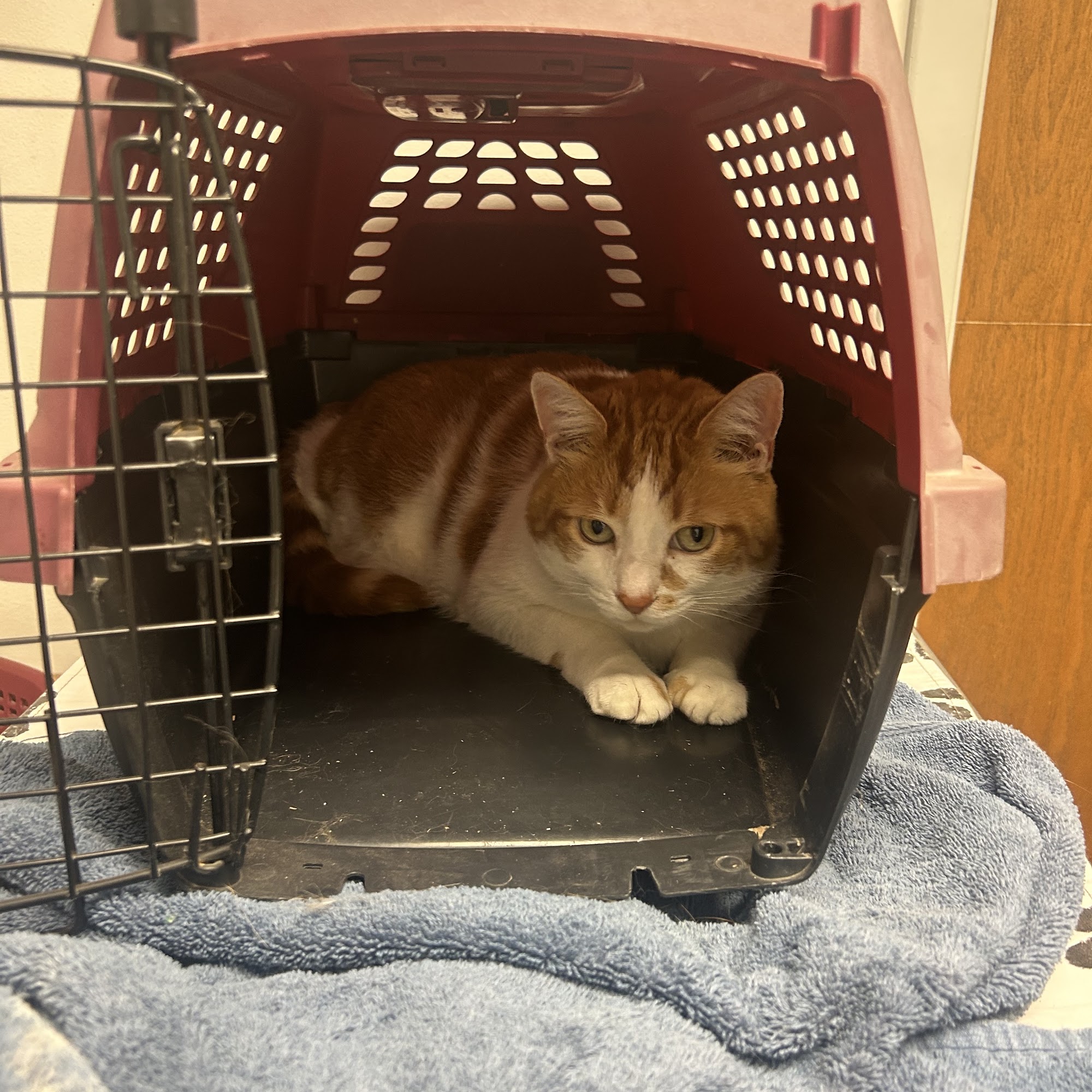 Ridge Animal Hospital Middleport