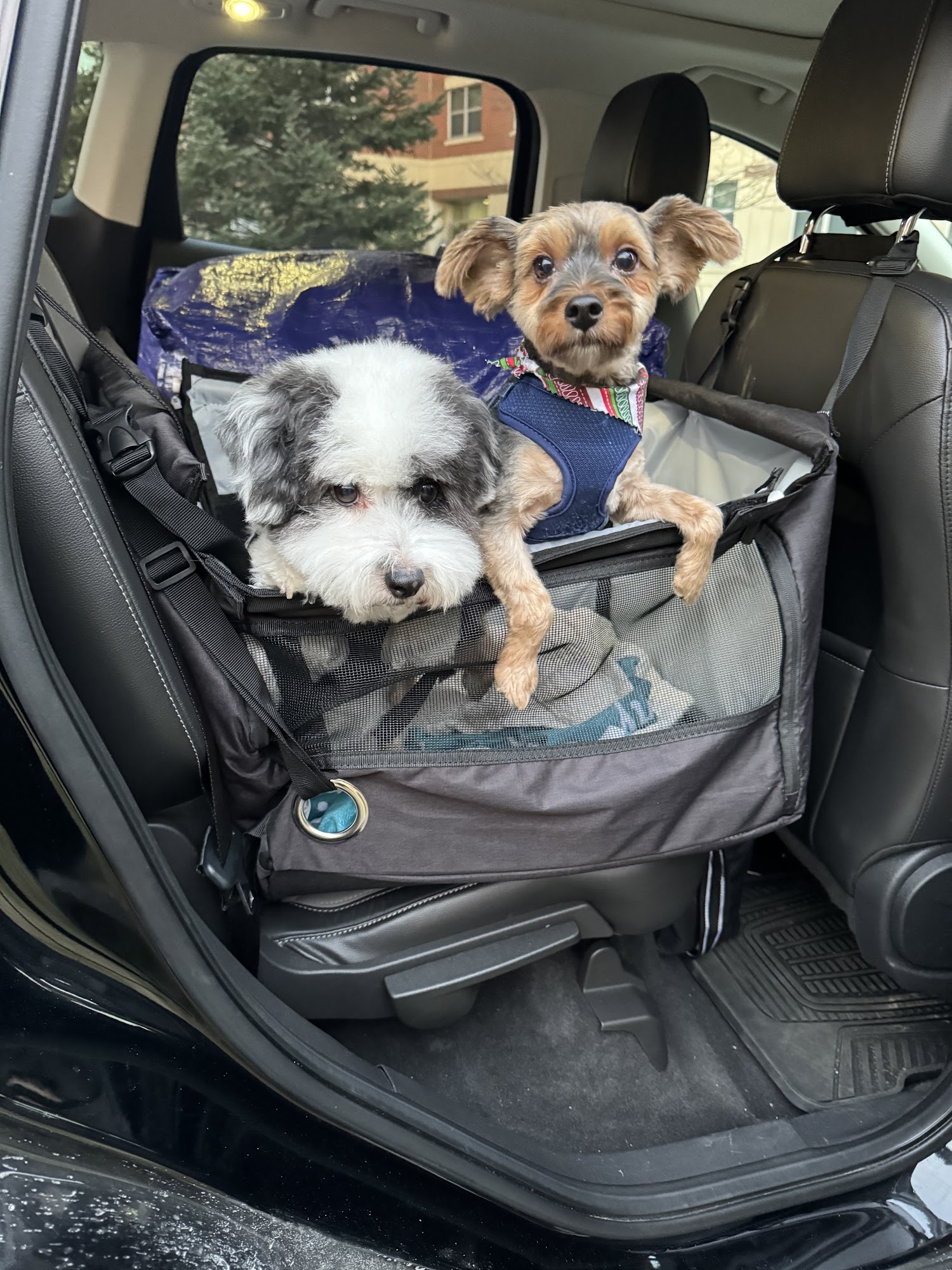 Fluffy Pups Inc Middletown