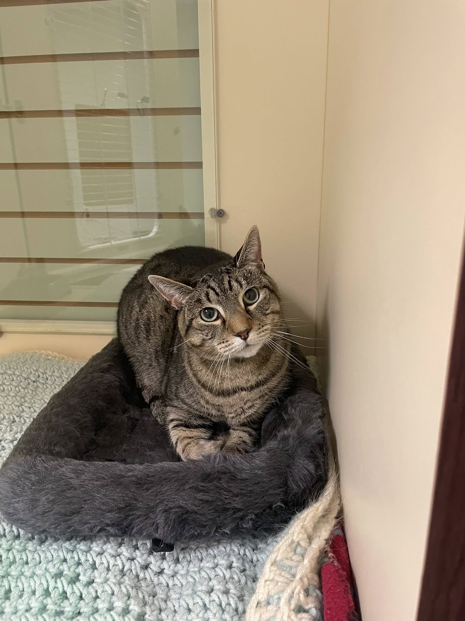 Ani-Mall Pet Hospital Middletown