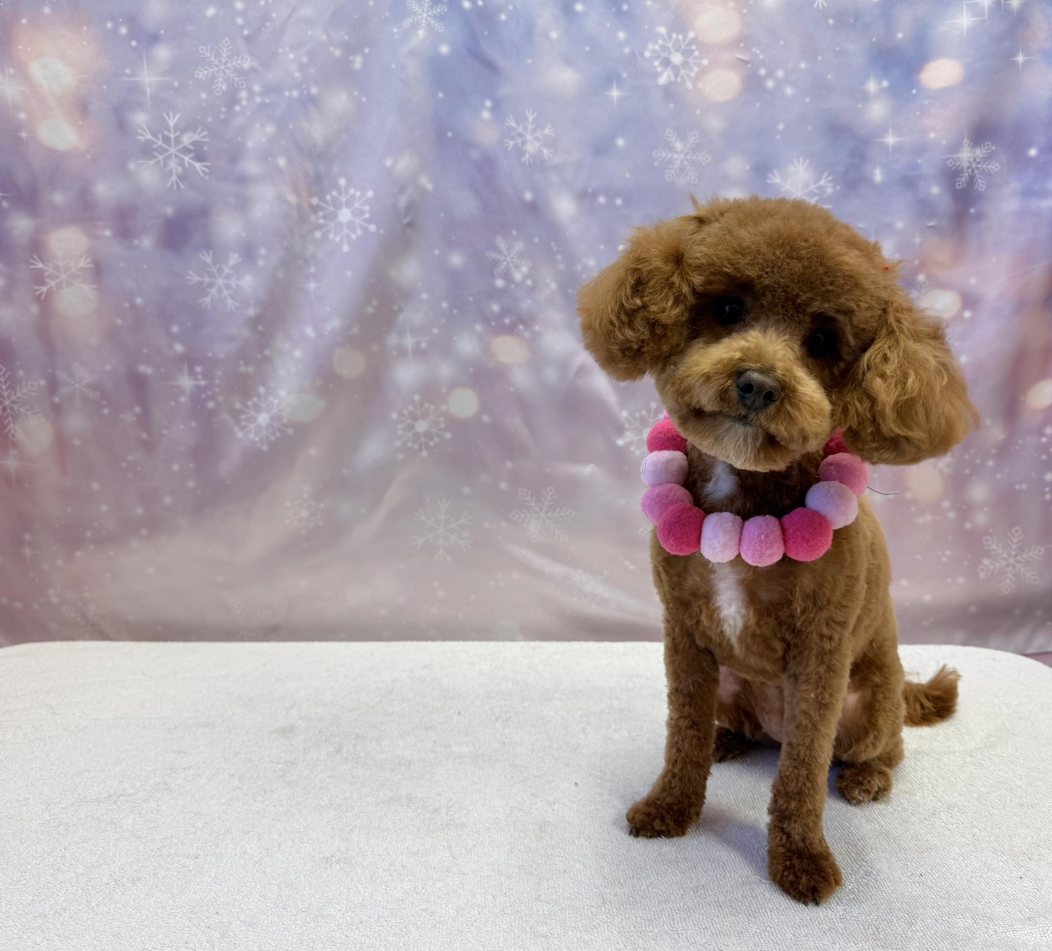 Flawless Paws Pet Grooming Middletown