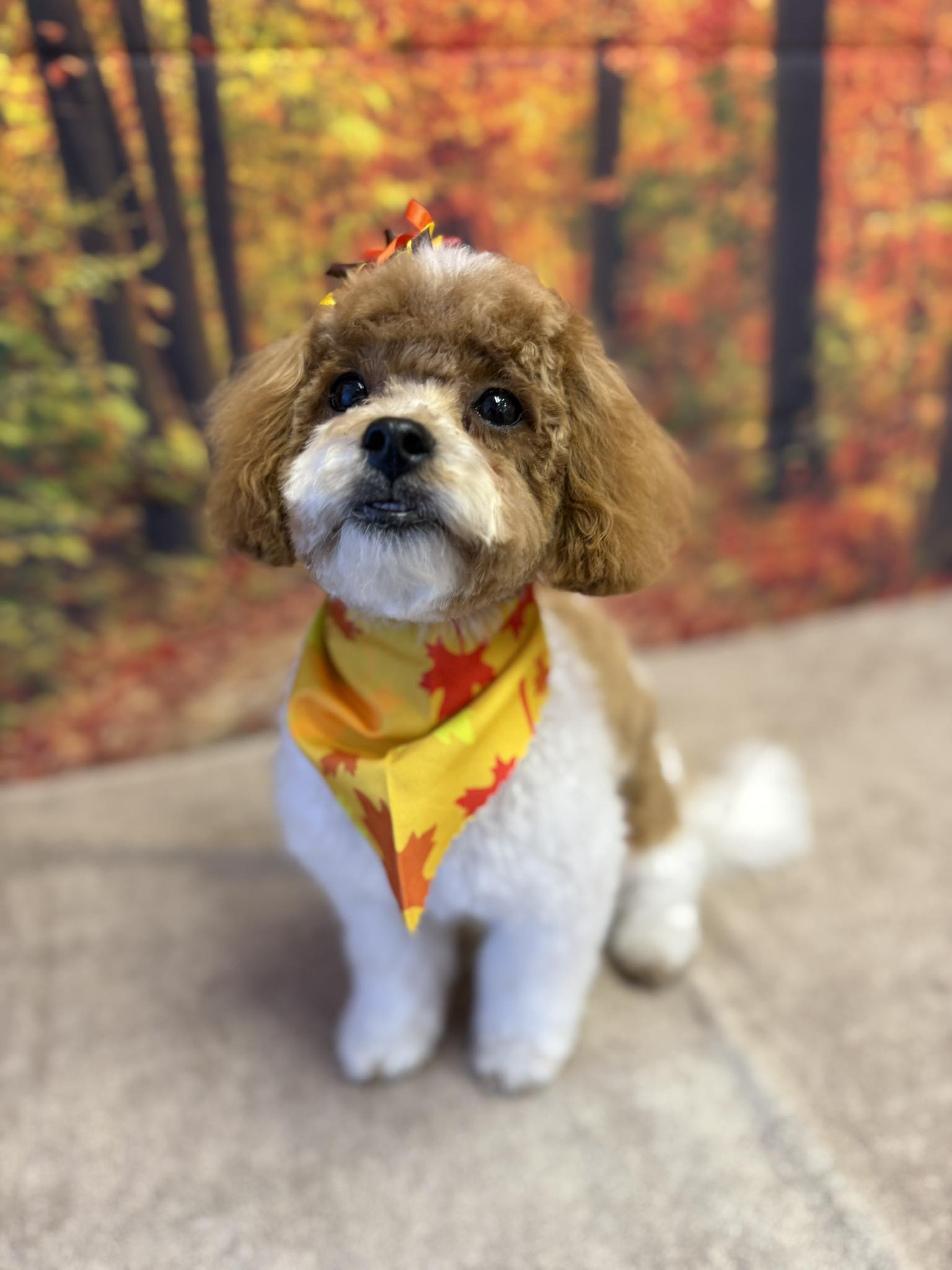 Flawless Paws Pet Grooming Middletown