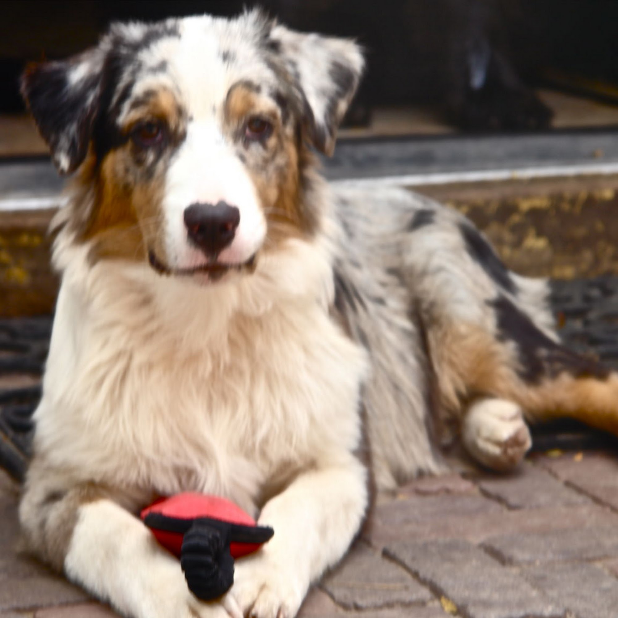 24 / 7 PET CARE Middletown