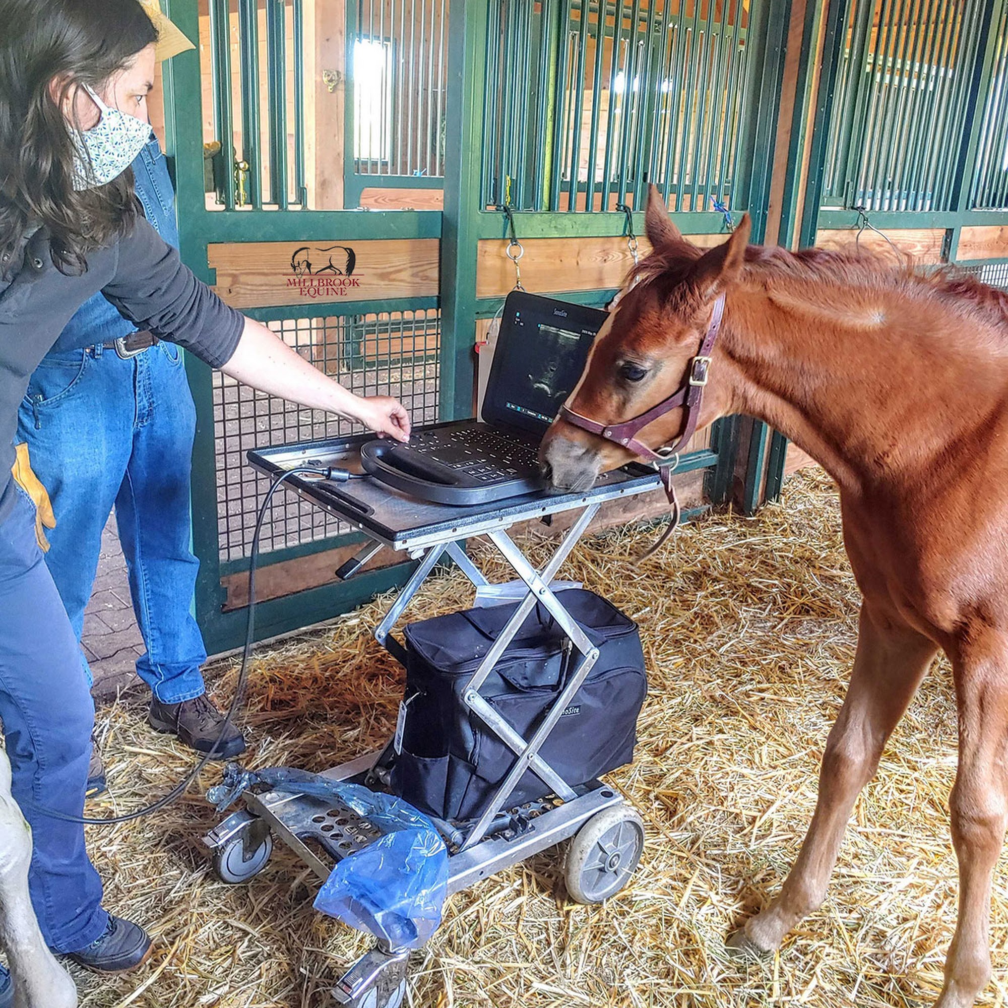 Millbrook Equine Veterinary Clinic, PC Millbrook