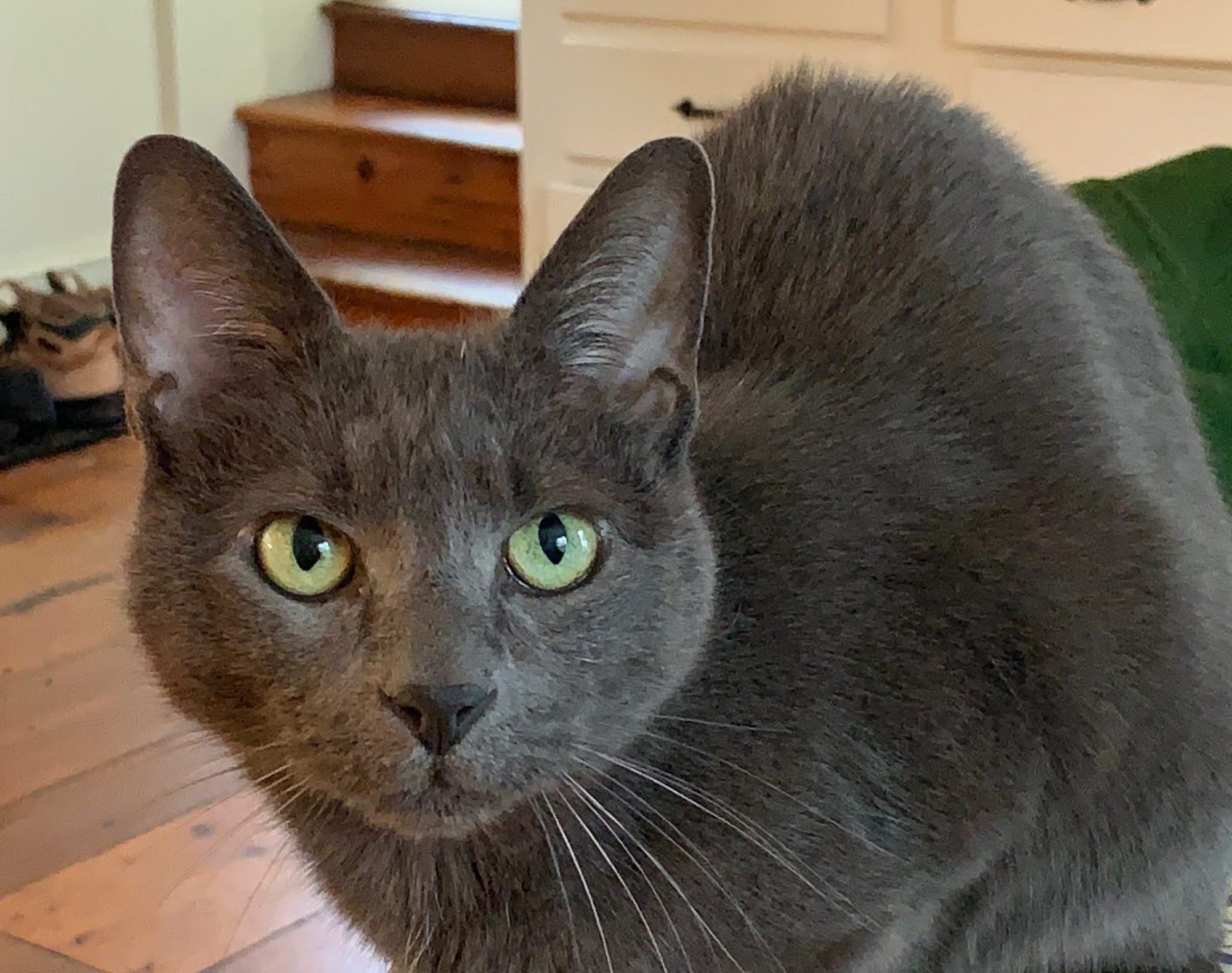 Country Comfort Animal Hospital Millbrook