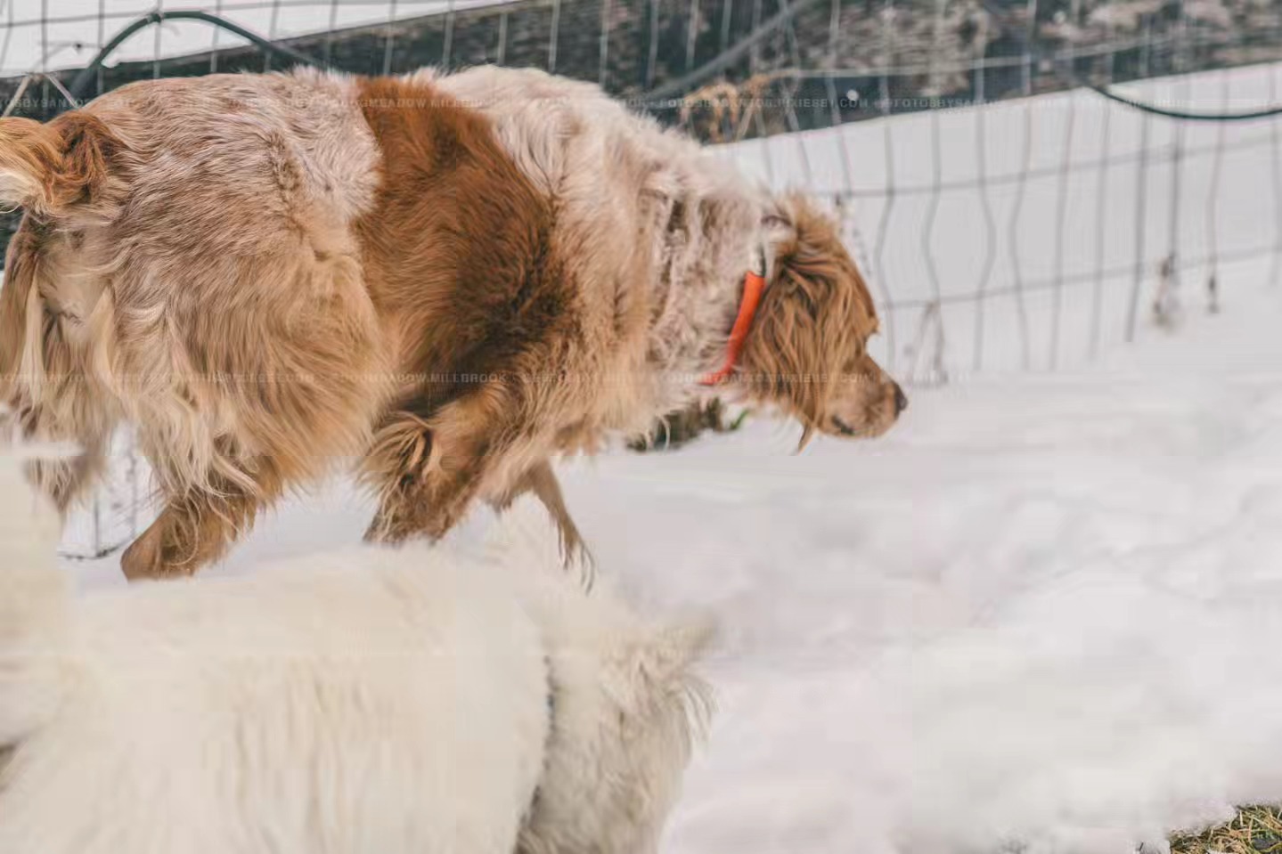 Dog Meadow Millbrook