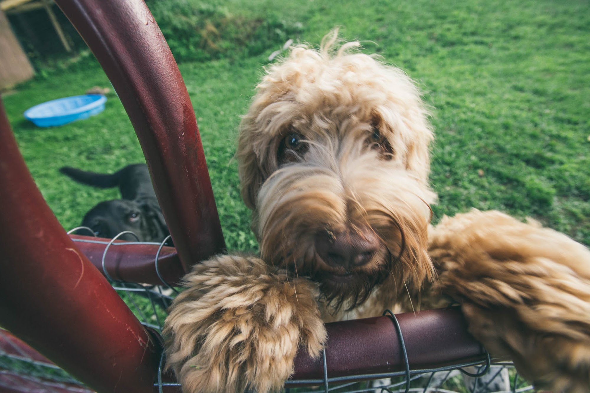 Dog Meadow Millbrook