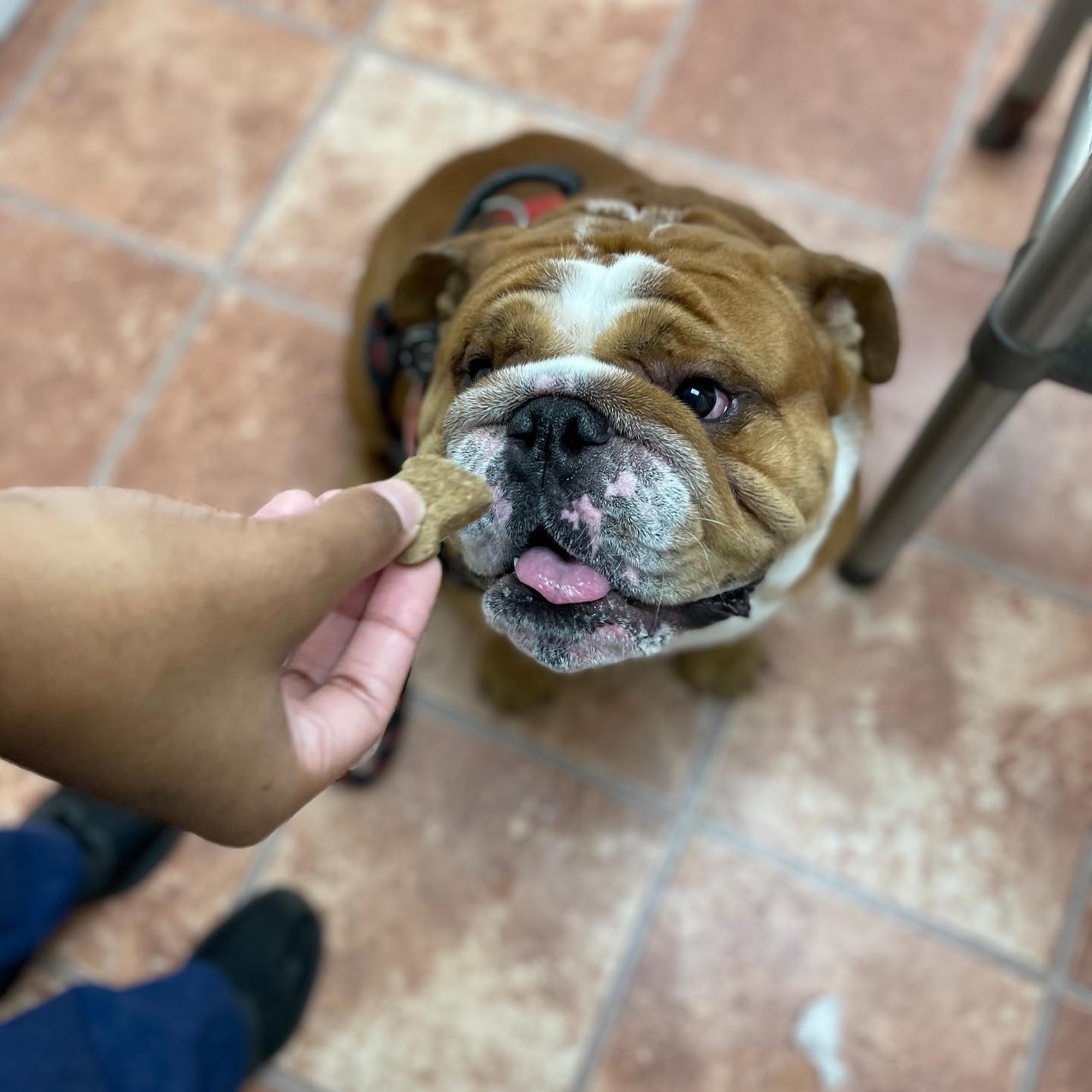 Mineola Animal Hospital Mineola