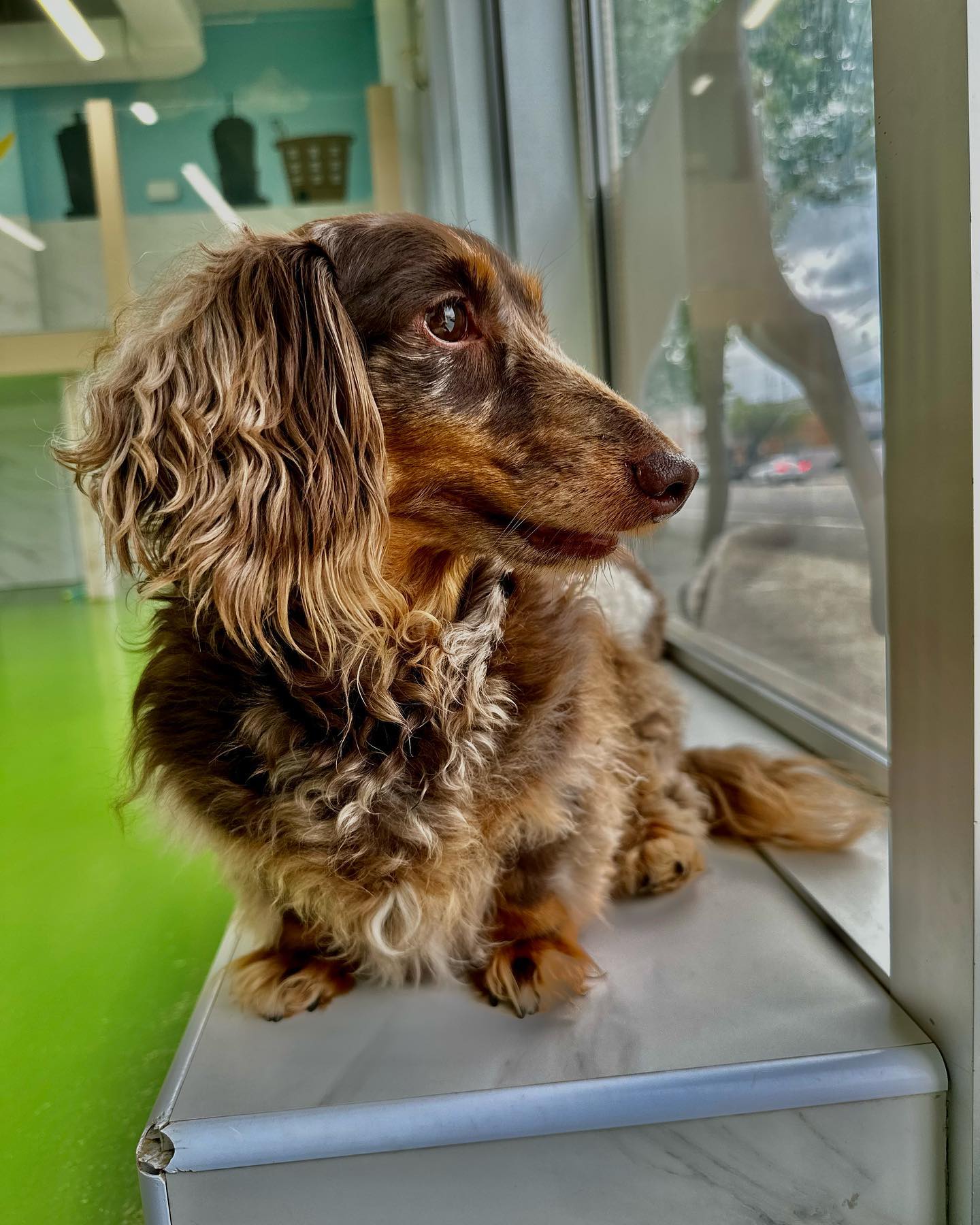 Pet Story by NY Puppy Club Mineola