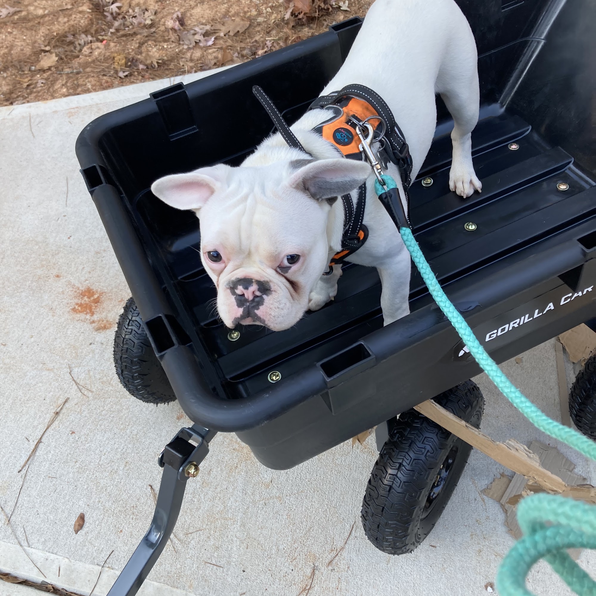 Monroe Animal Hospital Monroe