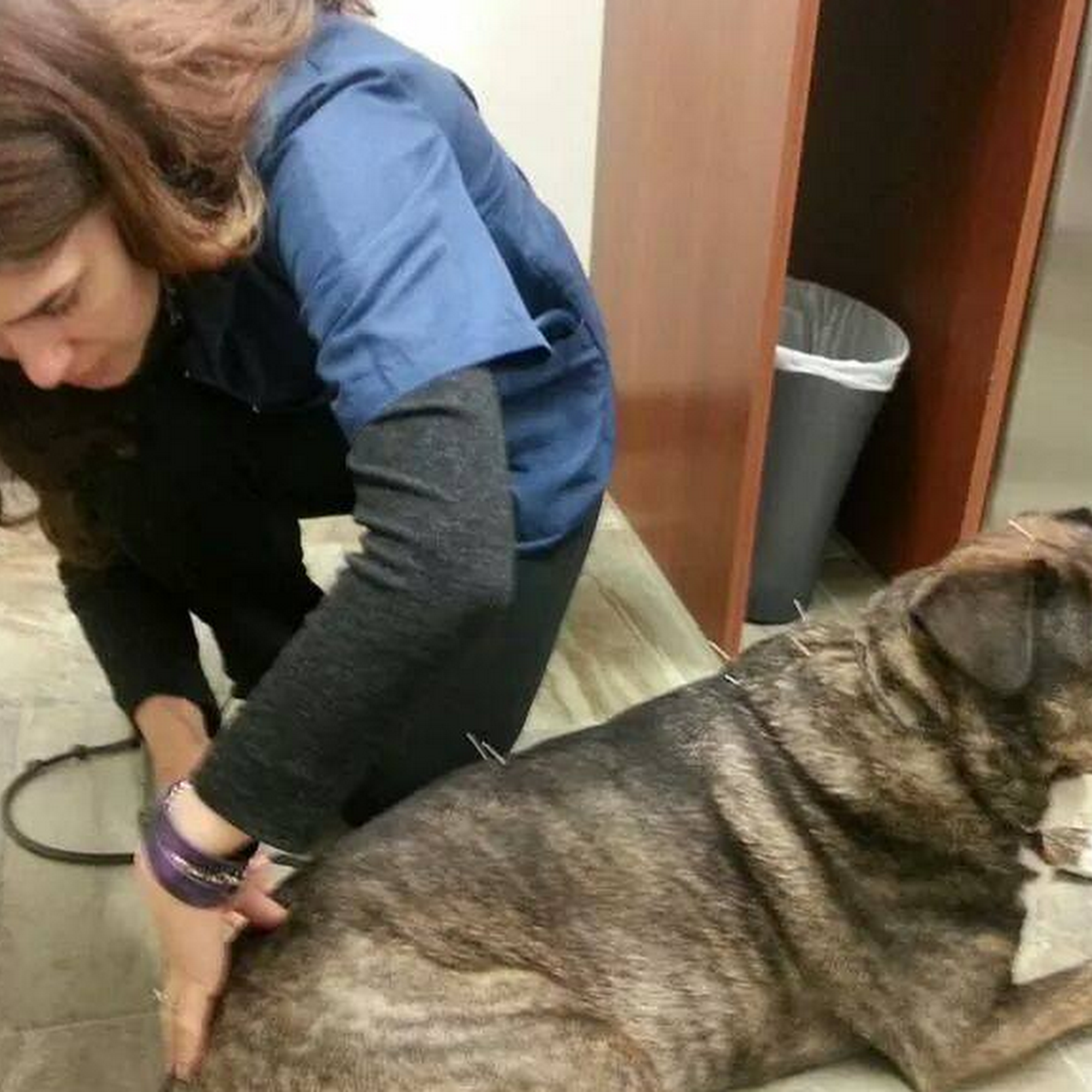 The Pets I Love Veterinary Hospital Monroe