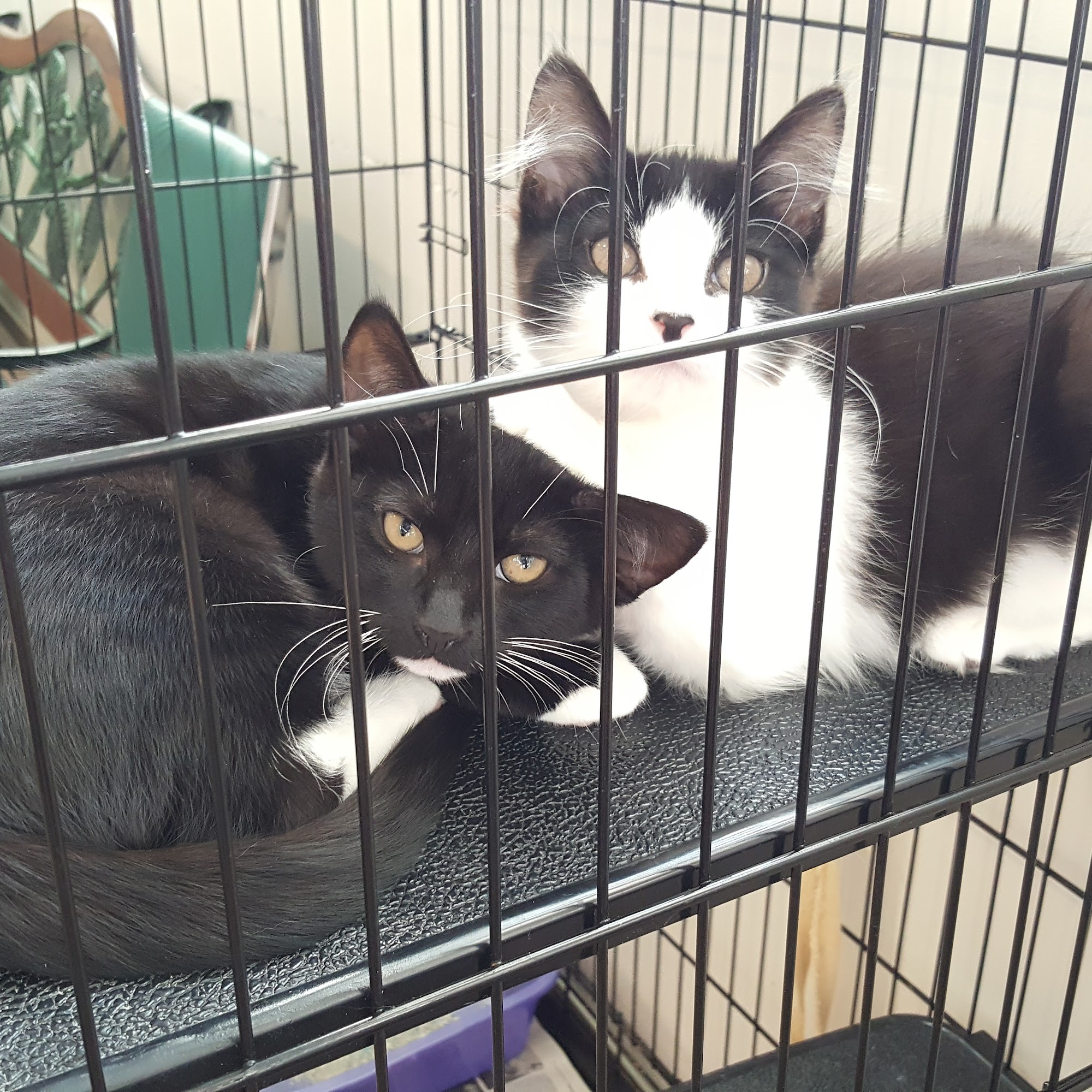 Spring Valley Animal Hospital Monsey