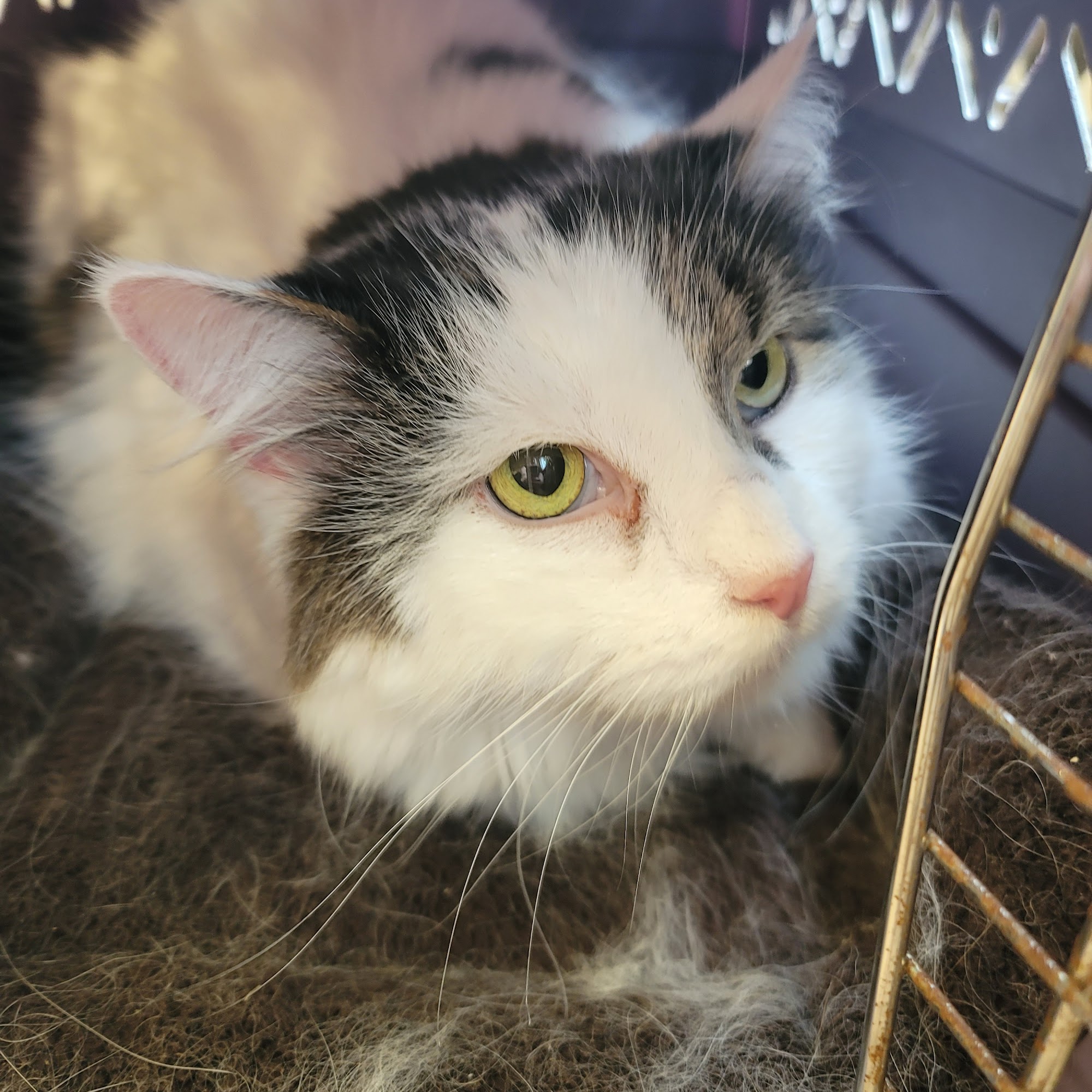 Montgomery Veterinary Hospital Montgomery