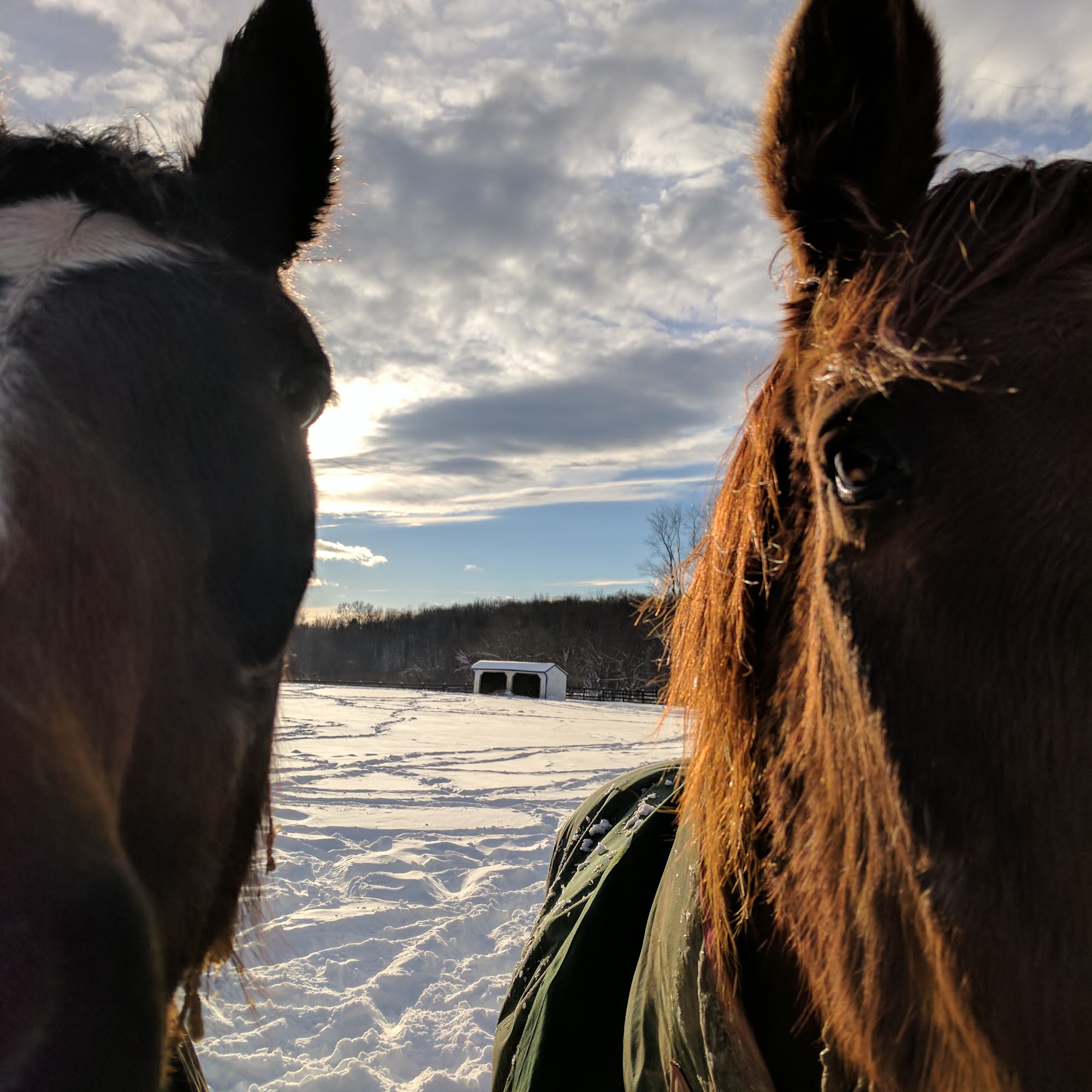 Squirrelwood Farms LLC 1994 NY-17K, Montgomery New York 12549