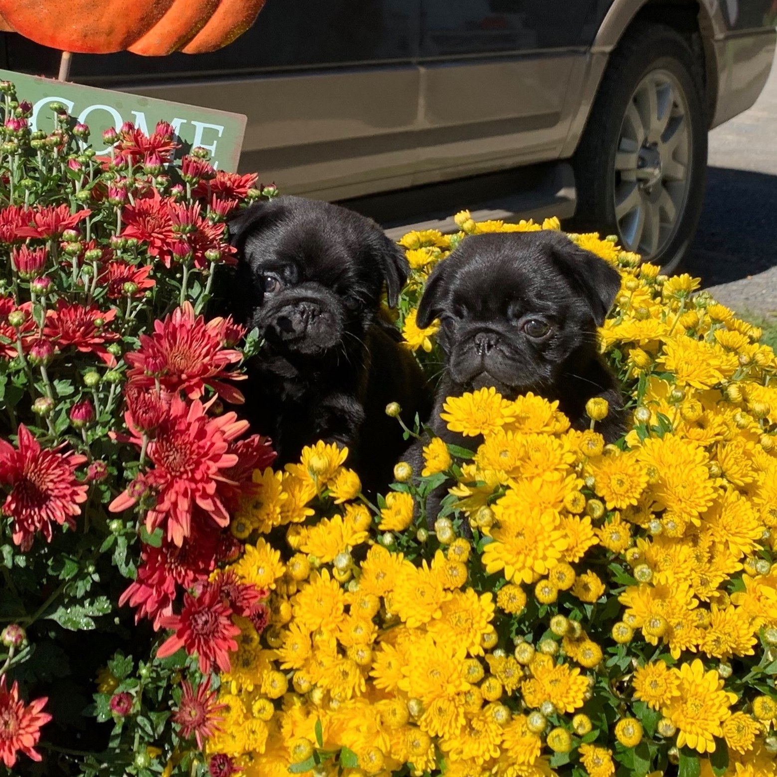 Casey's Kennels 3570 12 Corners Rd, Moravia New York 13118