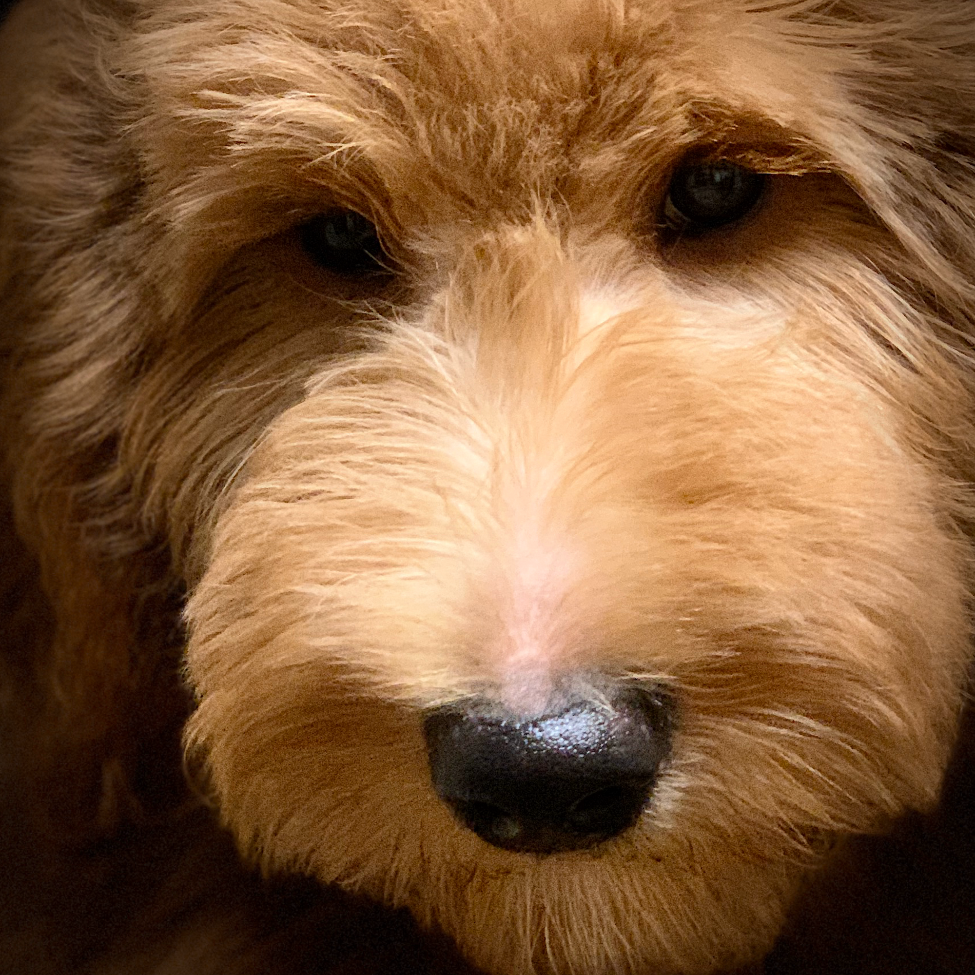 Groomingdalz of Mt Kisco Mount Kisco