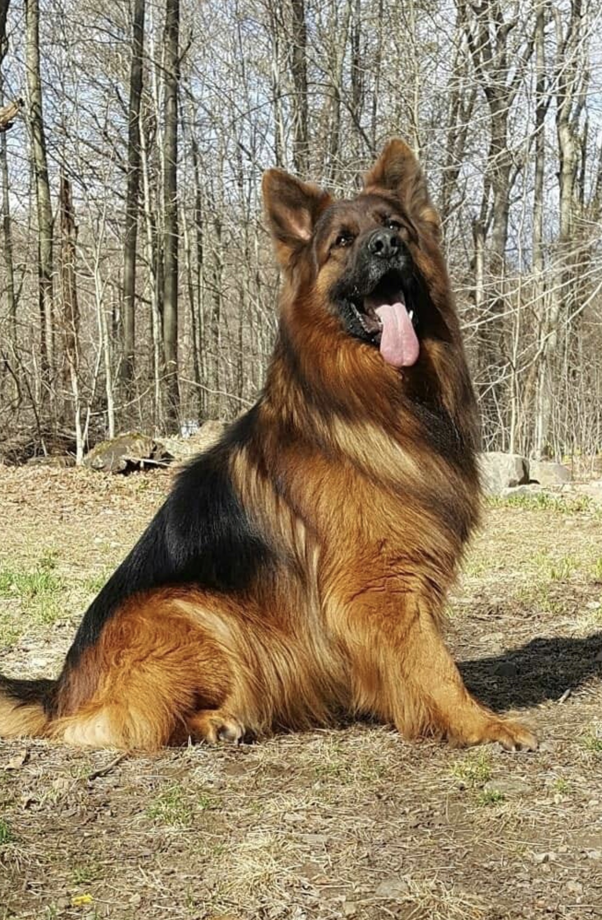 Groomingdalz of Mt Kisco Mount Kisco