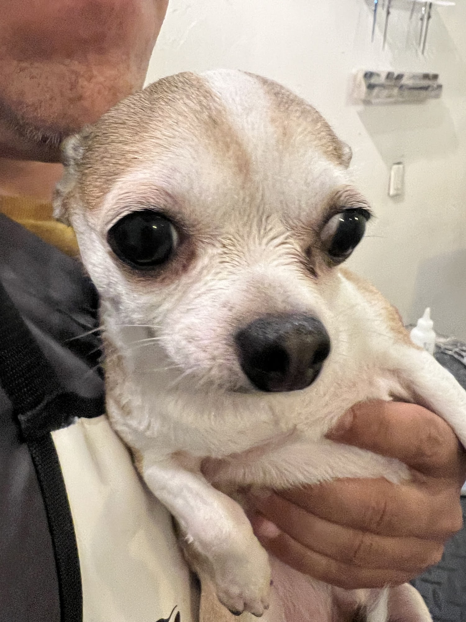 Woof and wash / Pawsitively divine Mount Kisco