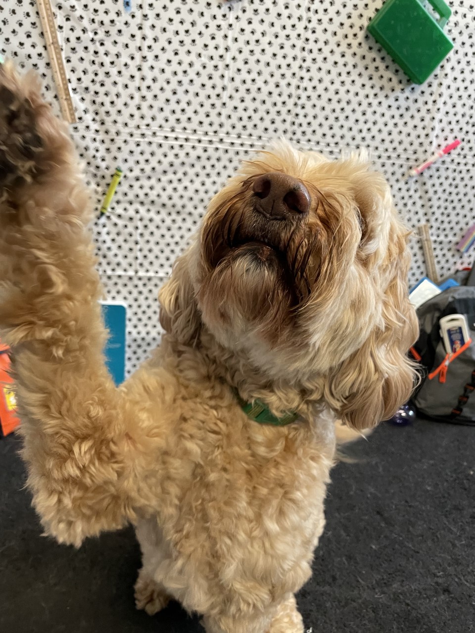 Dogtopia of Mount Kisco Mount Kisco