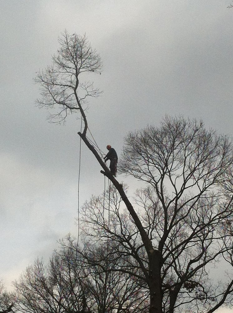 Koch Tree Services