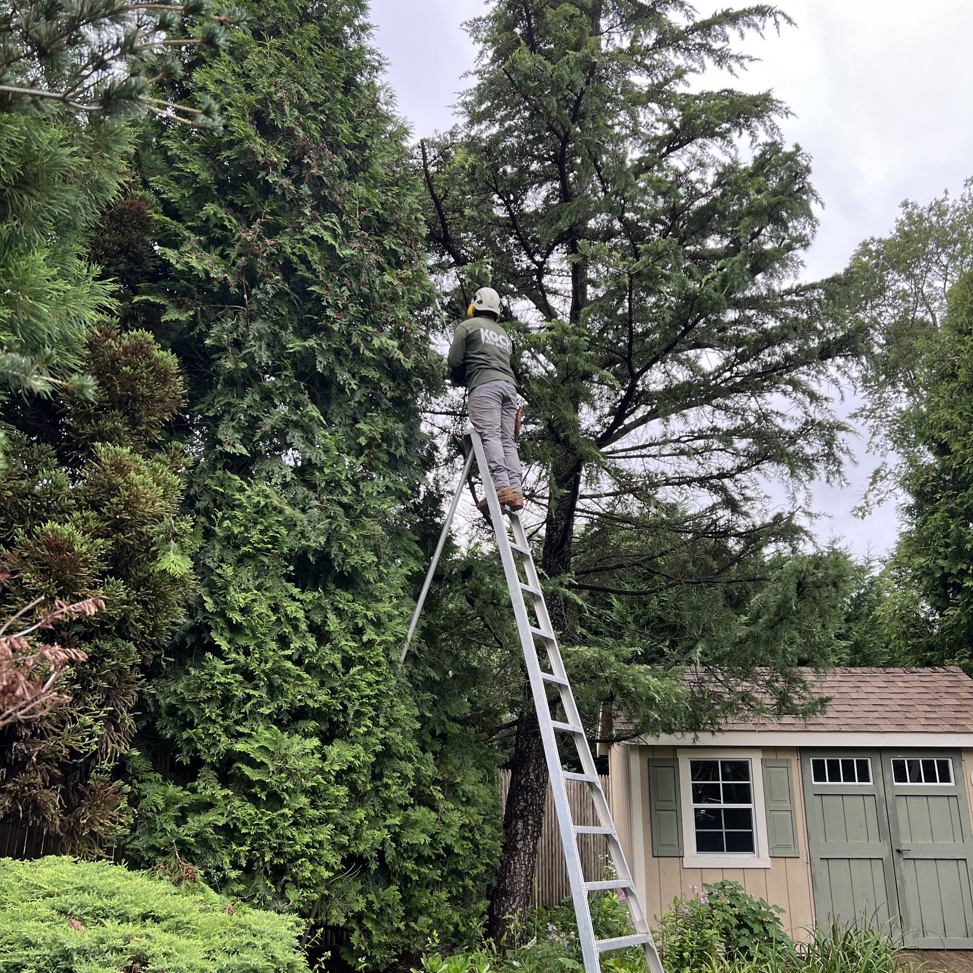 Koch Tree Services