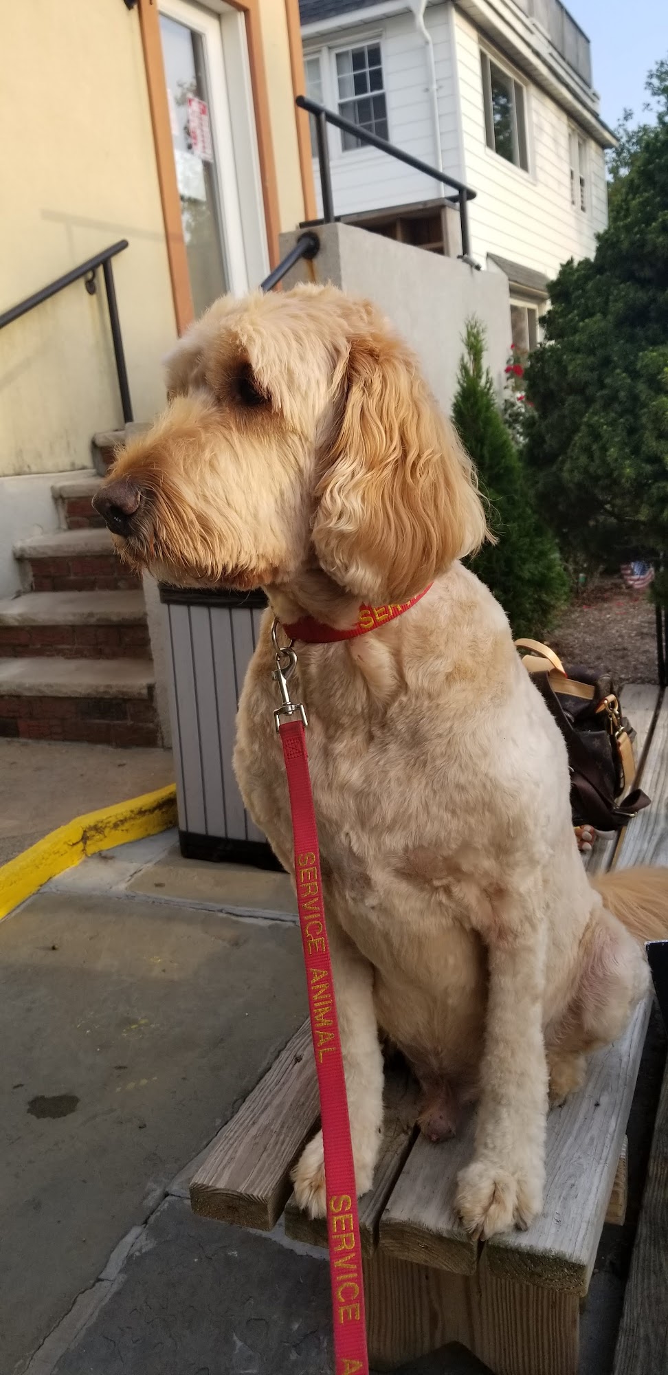Westchester Animal Hospital Mount Vernon