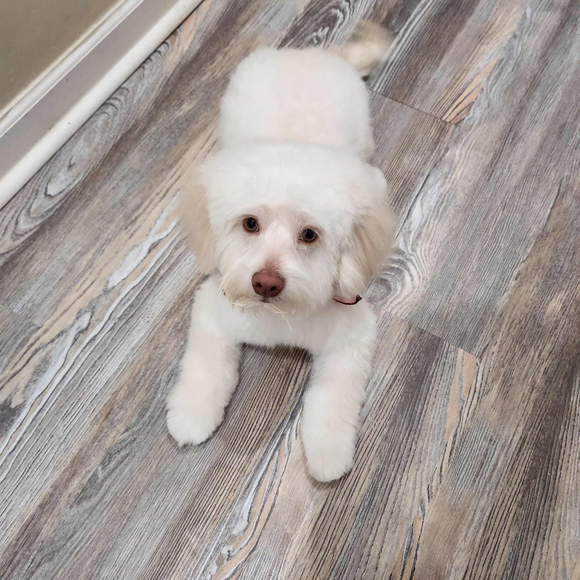 Pamper 4 Paws Mt Vernon