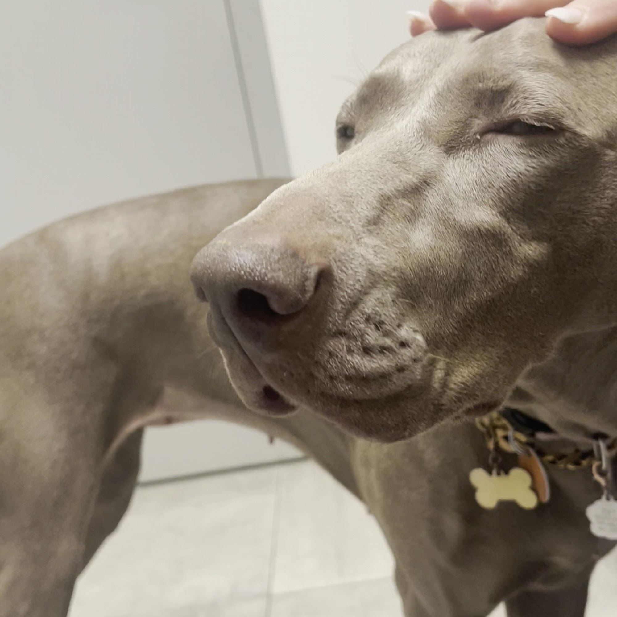 Veterinary Emergency Group Nanuet