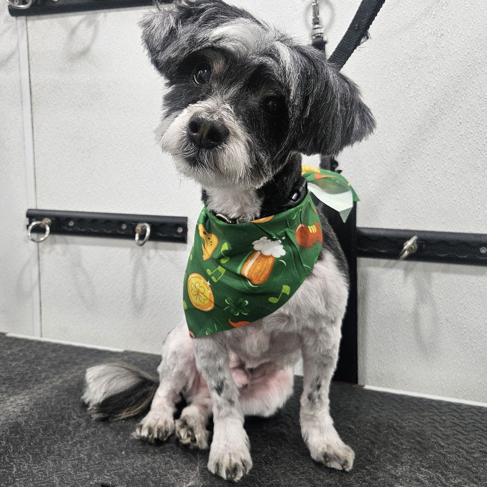 Nanuet Animal Hospital Nanuet