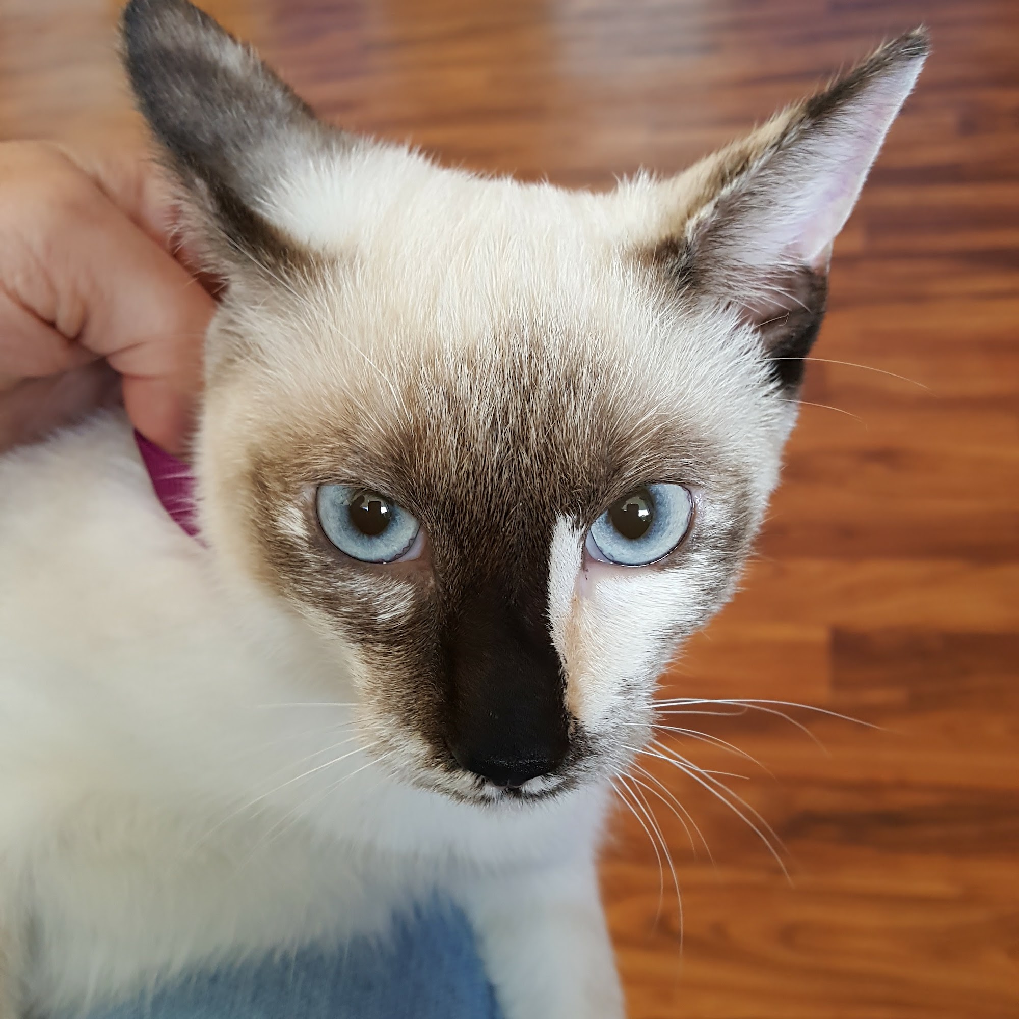 Best Friends Veterinary Care Nesconset