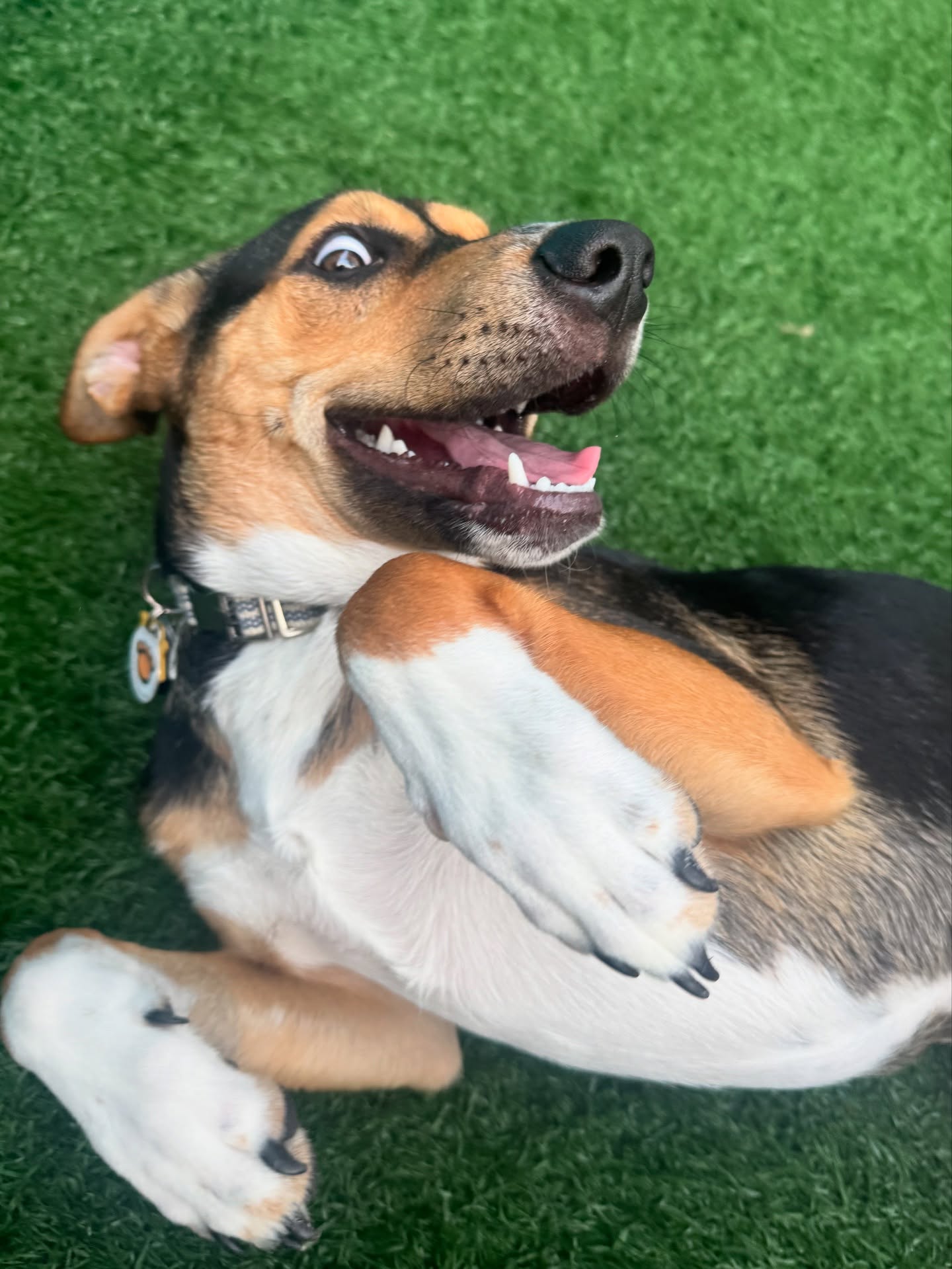 Barkgata Luxury Dog Hotel, Daycare & Spa Nesconset