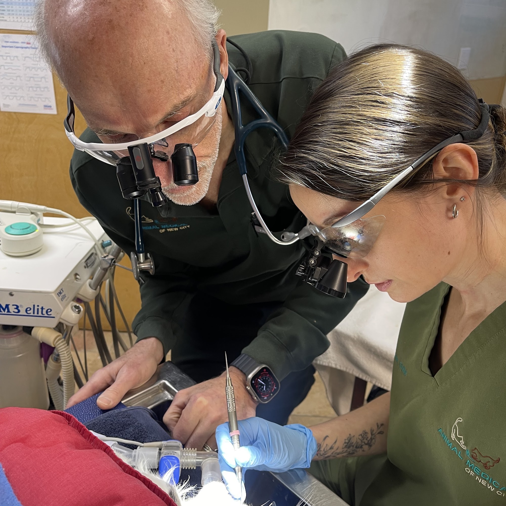 Animal Medical of New City New City