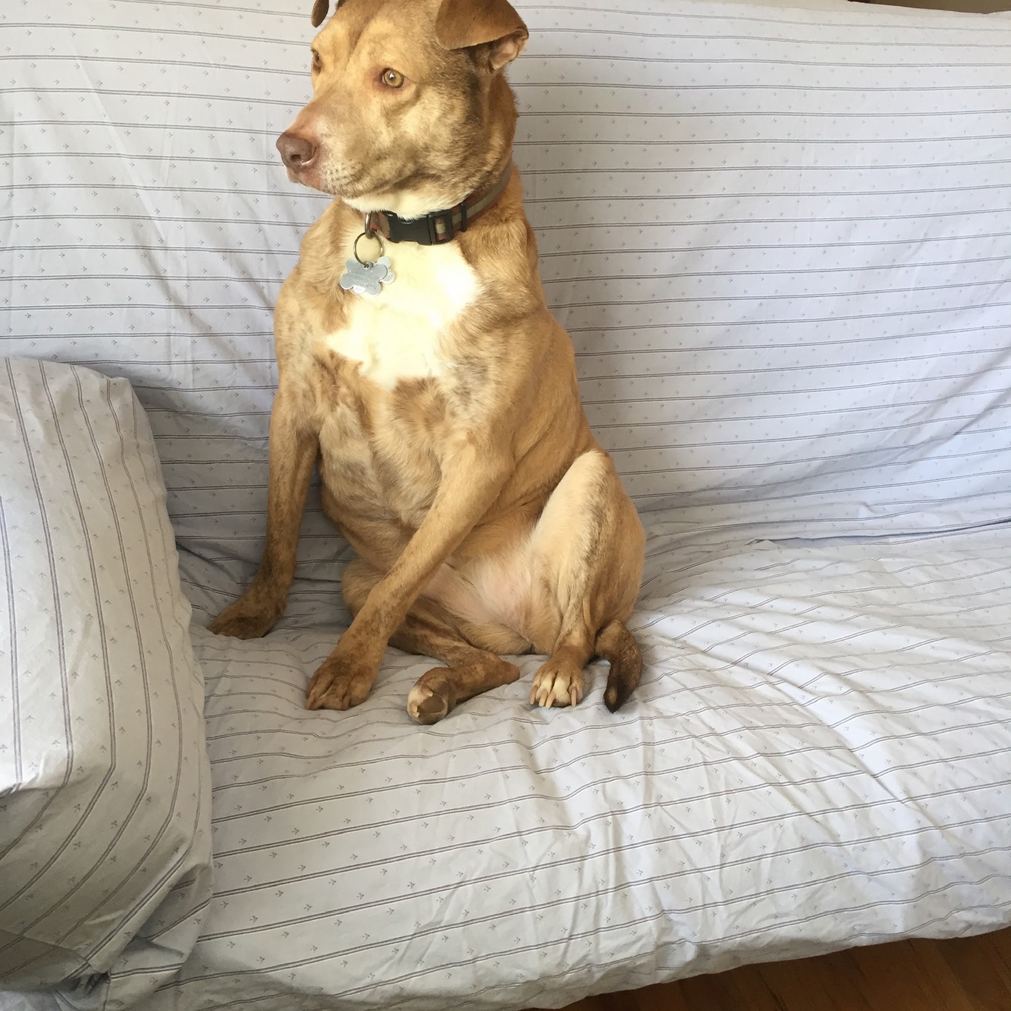 Gregory Jamrosz, DVM New Hartford