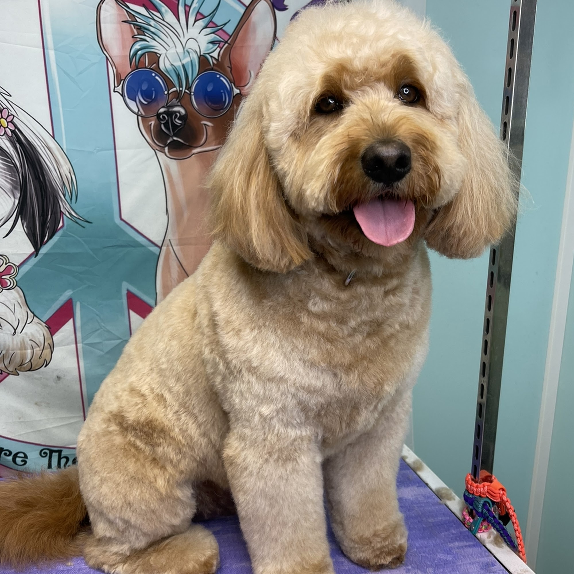 Peaceful Paws Pet Grooming New Hartford