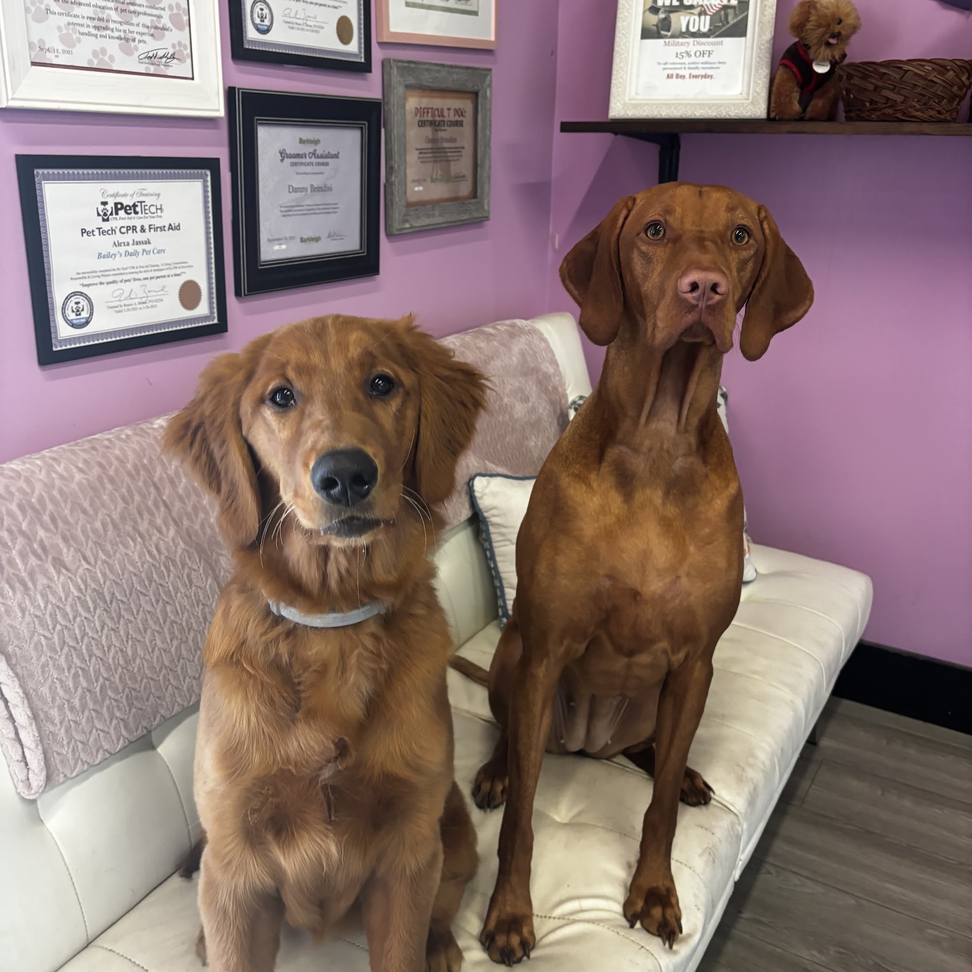 Bailey's Daily Pet Care New Hartford