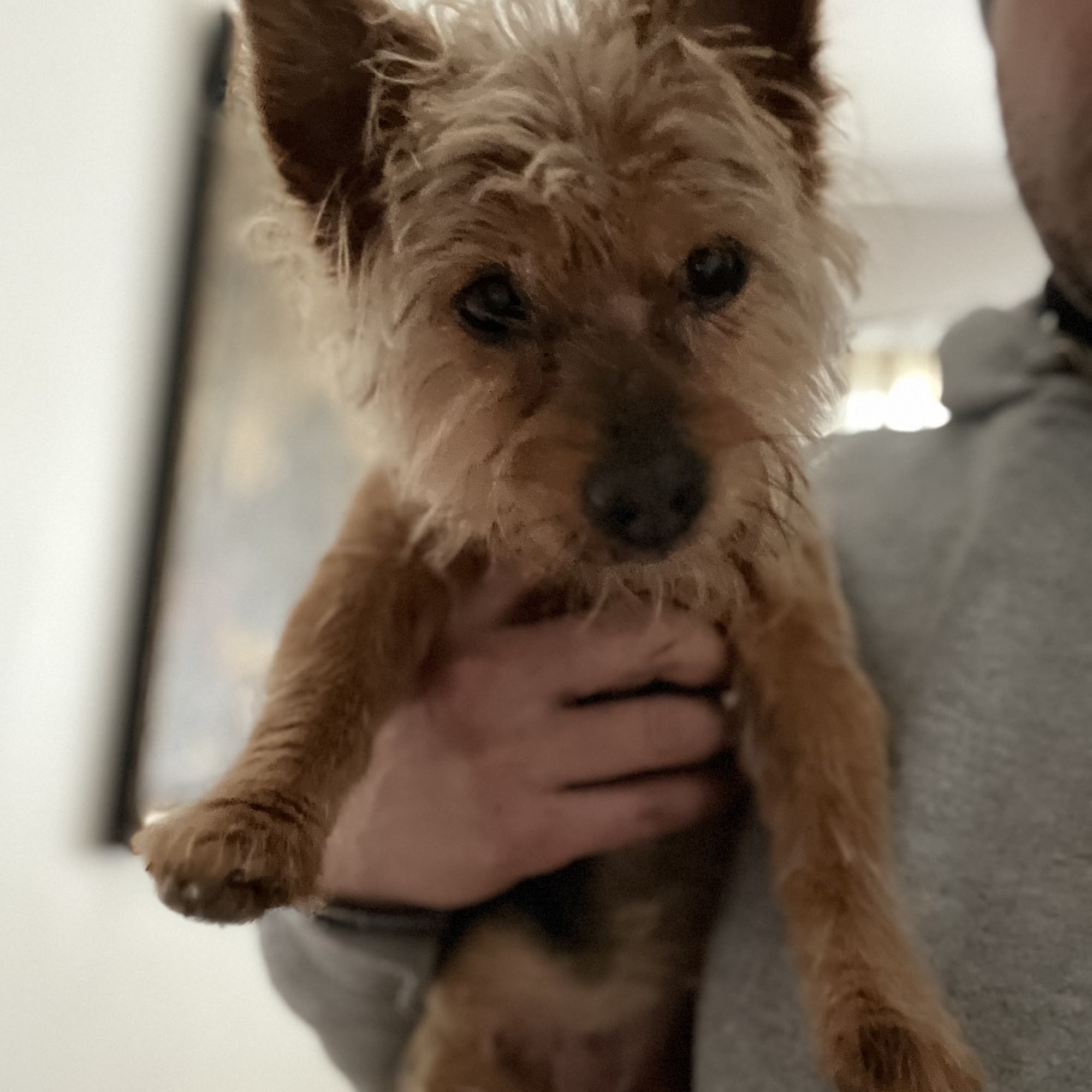 Top Dog Grooming New Hartford