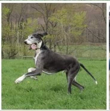 New Paltz Dog Training & Canine Adventures New Paltz