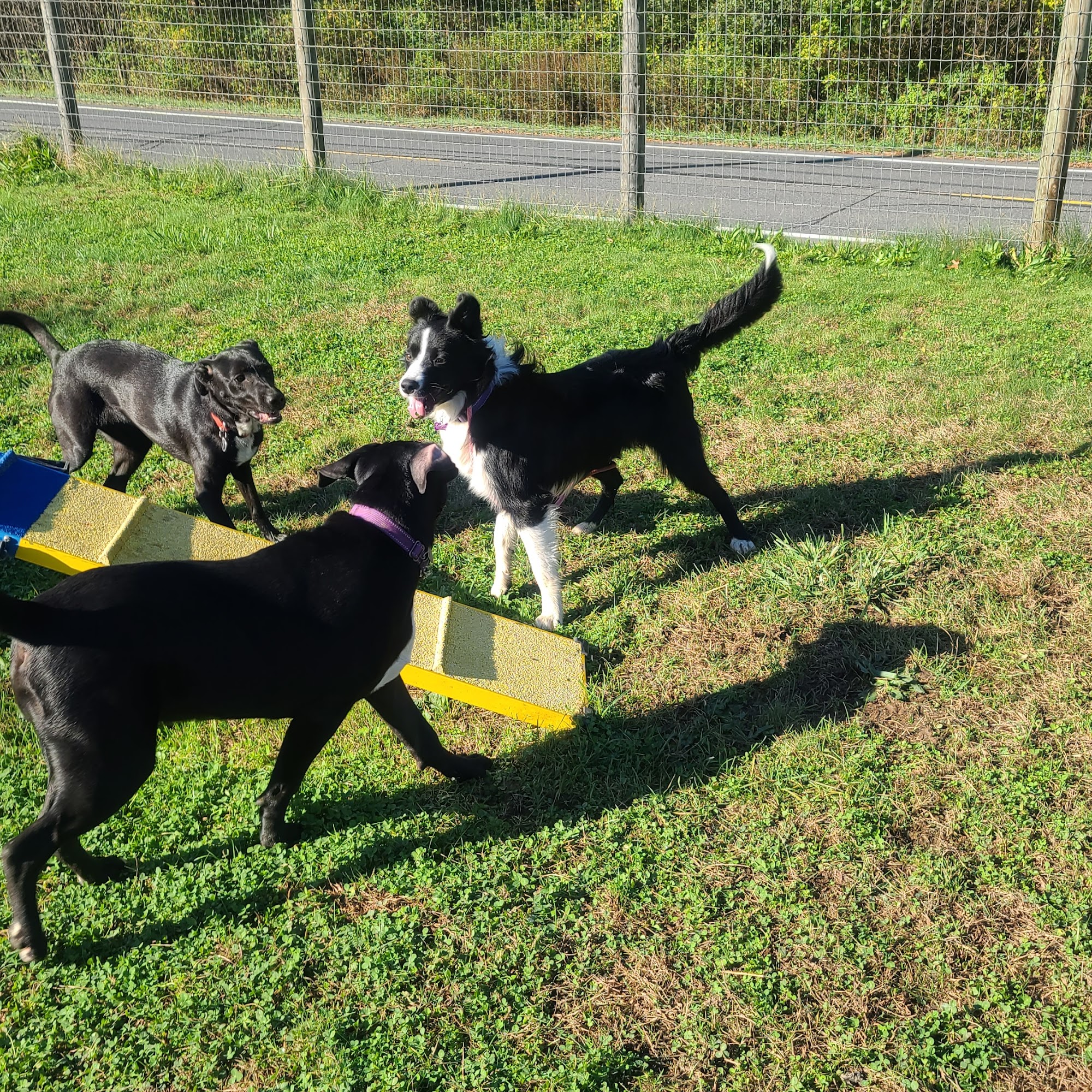 New Paltz Dog Training & Canine Adventures New Paltz