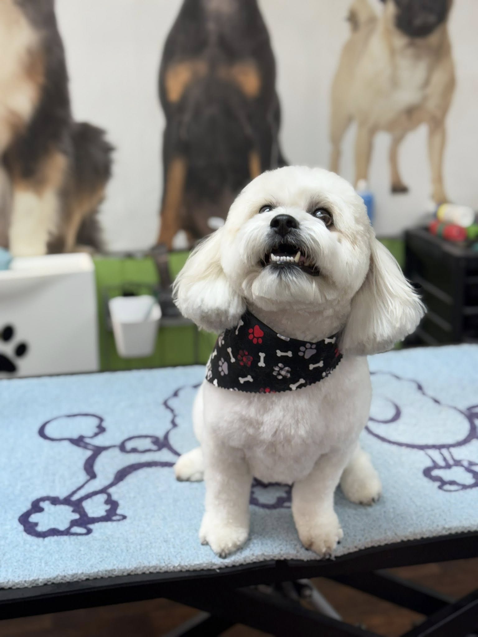 Dapper Dog New Windsor